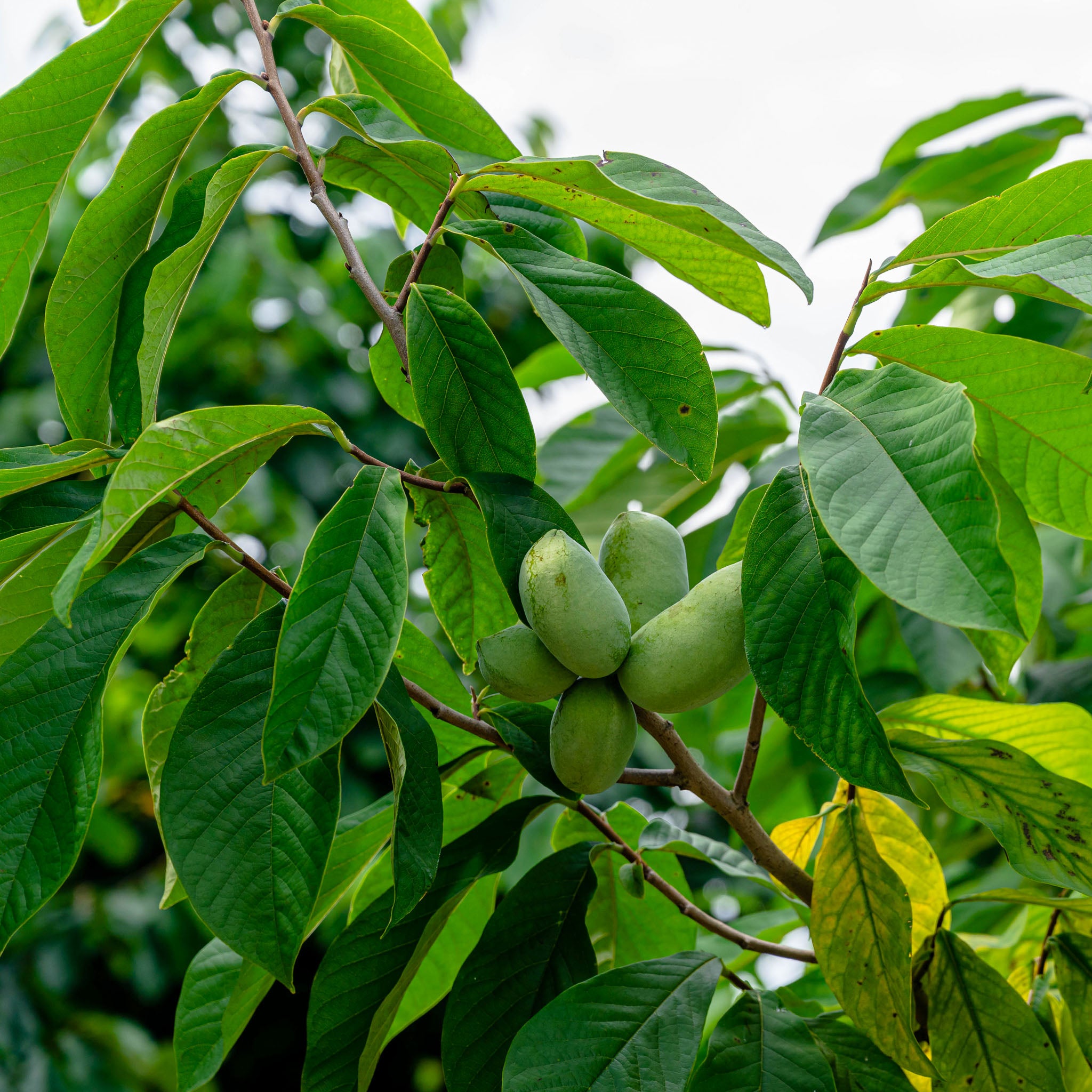 Pawpaw 'Wildform'
