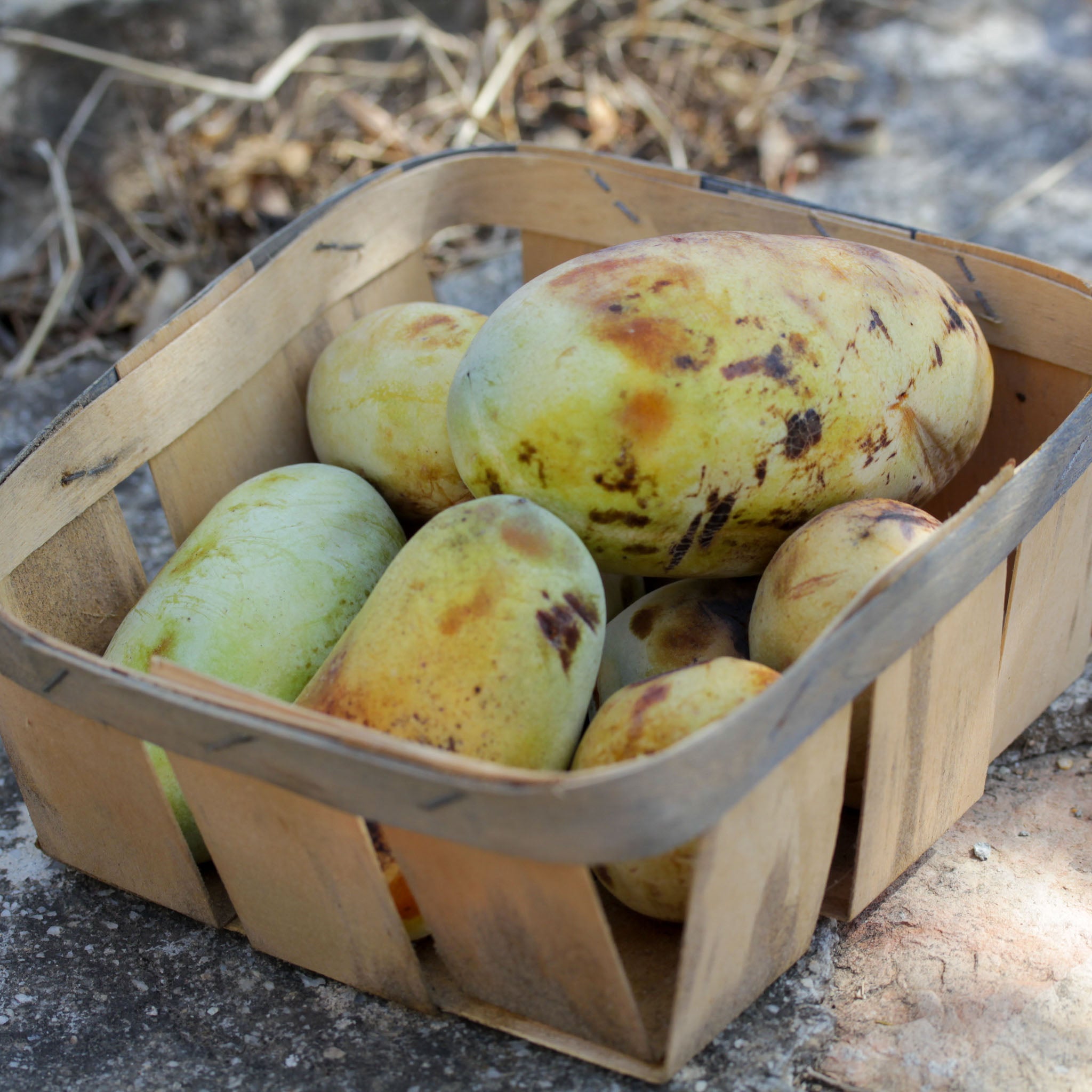 Pawpaw 'Wildform'