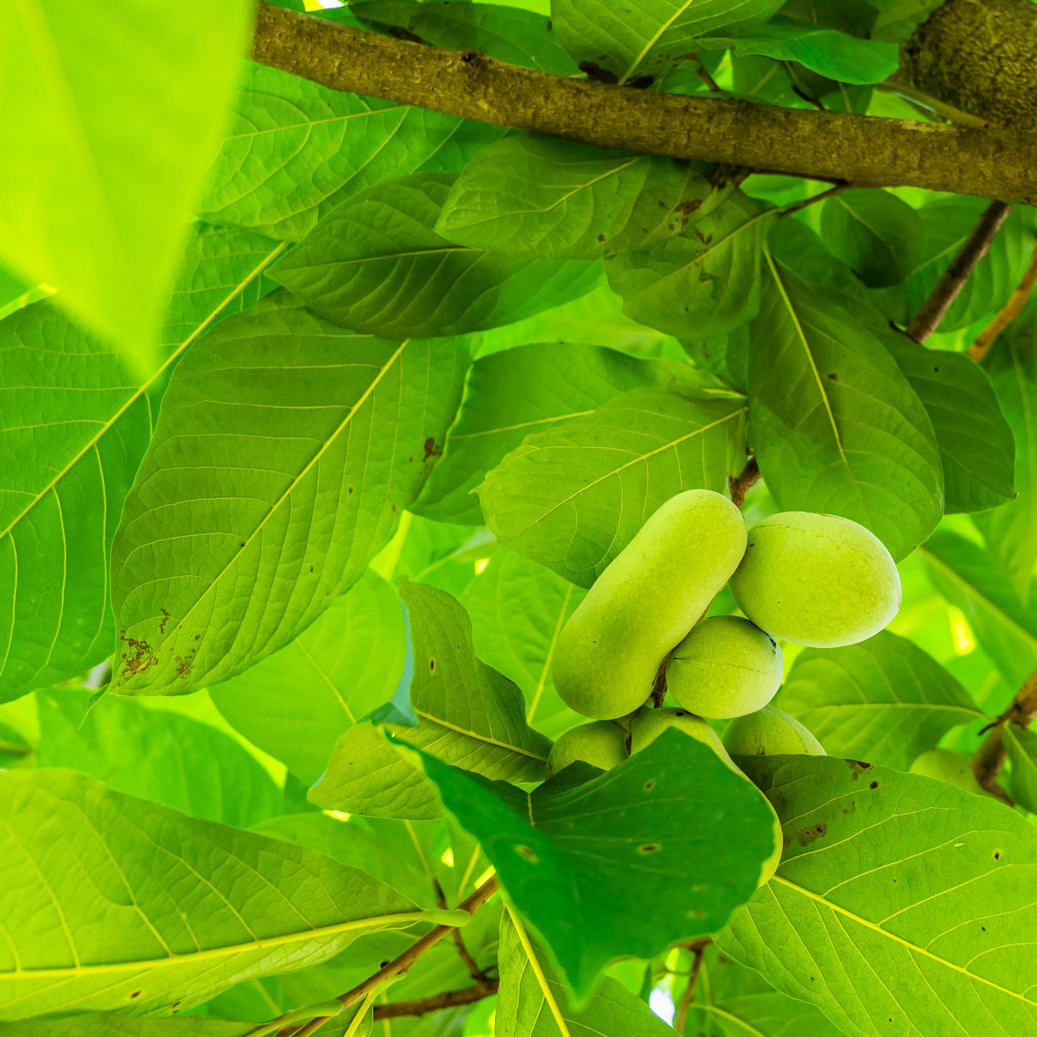 Pawpaw 'Wildform'