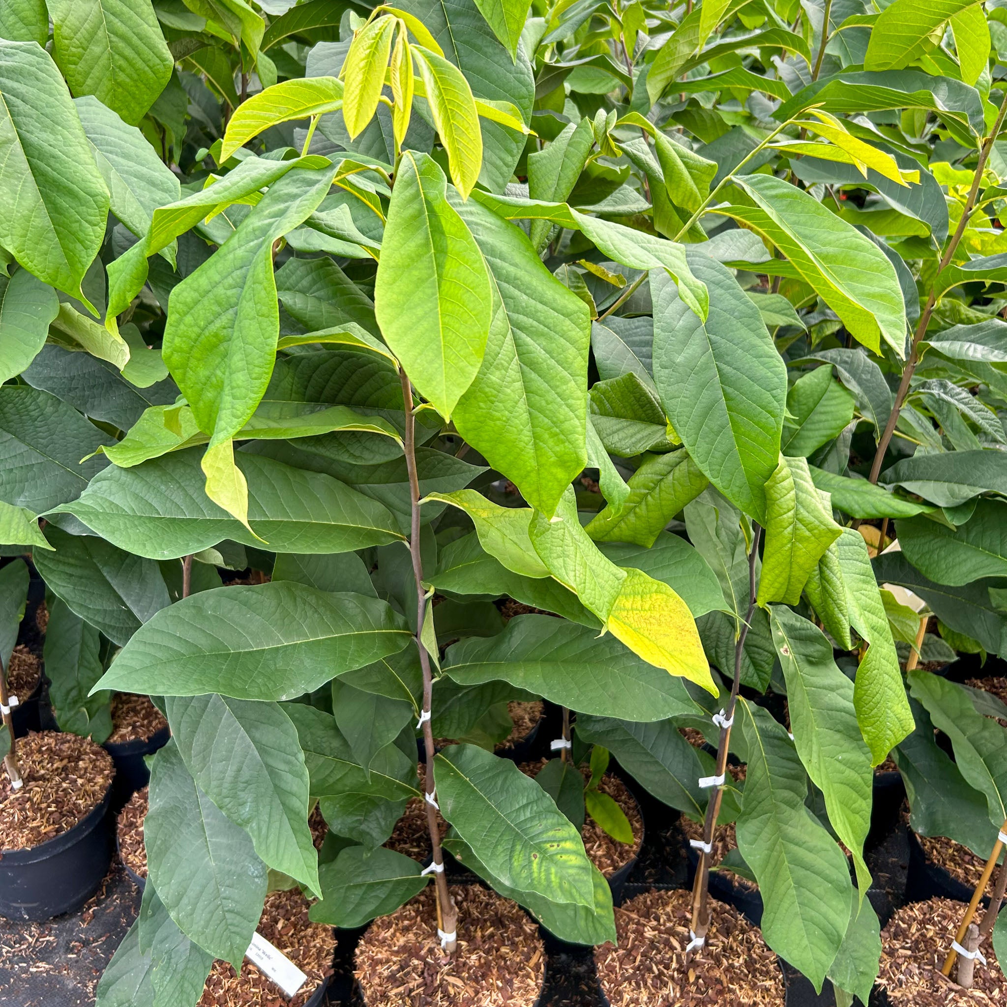 Pawpaw 'Rebecca's Gold'