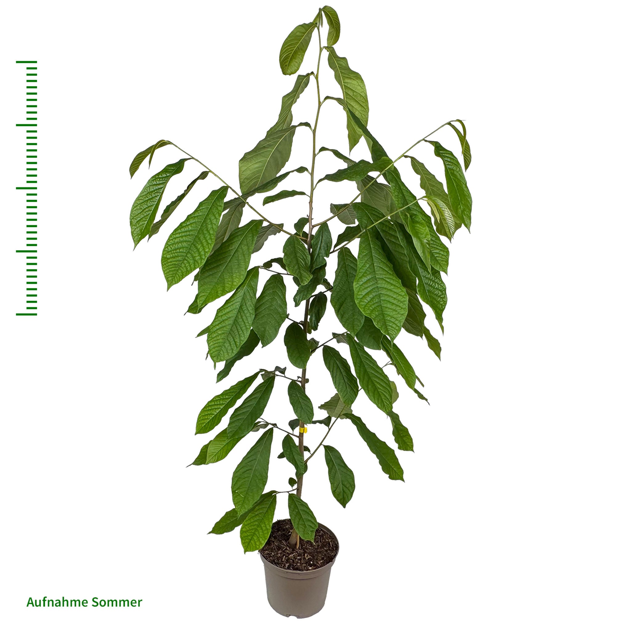 Pawpaw 'Wildform'