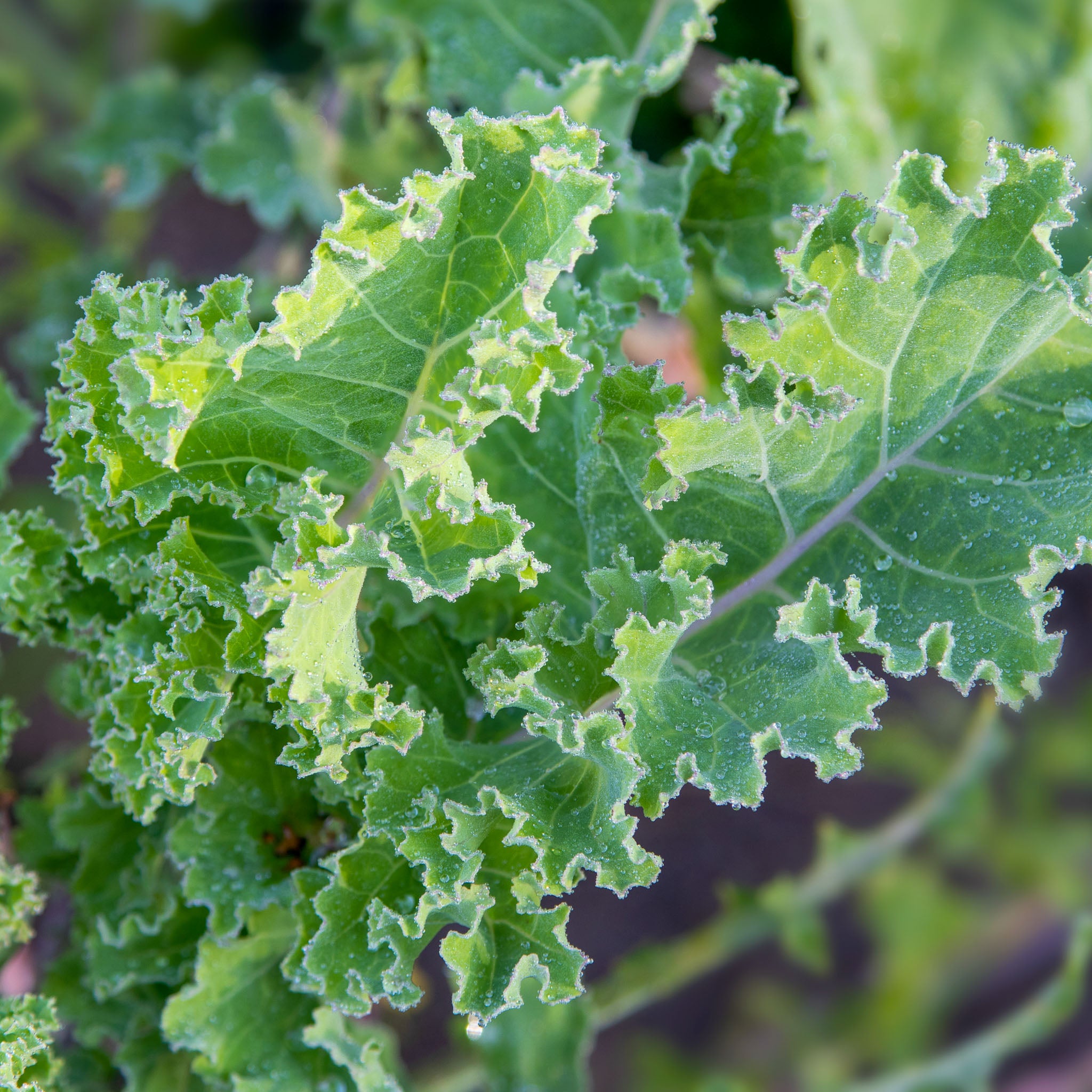 Ewiger Kohl 'Daubenton's Green'