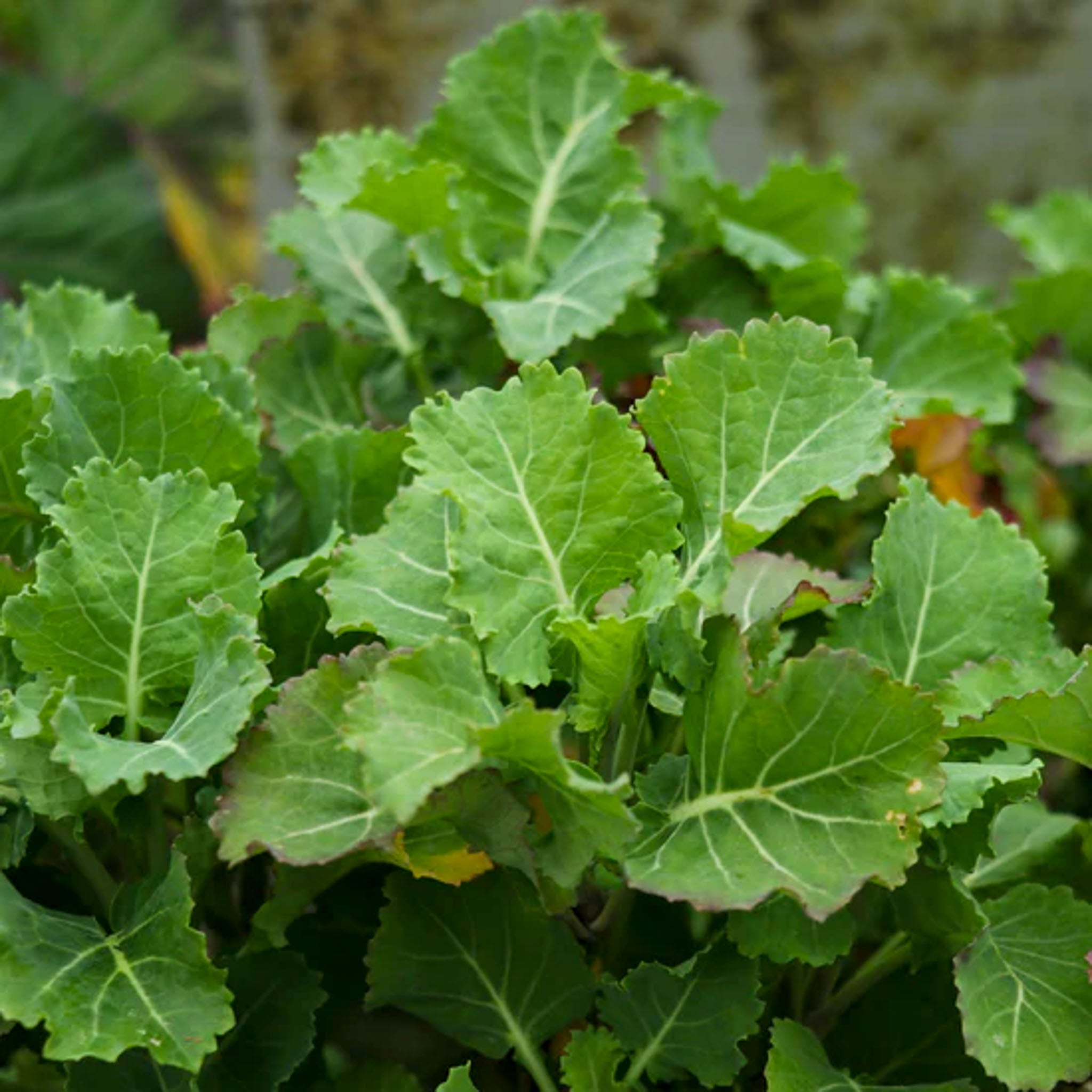 Ewiger Kohl 'Daubenton's Green'