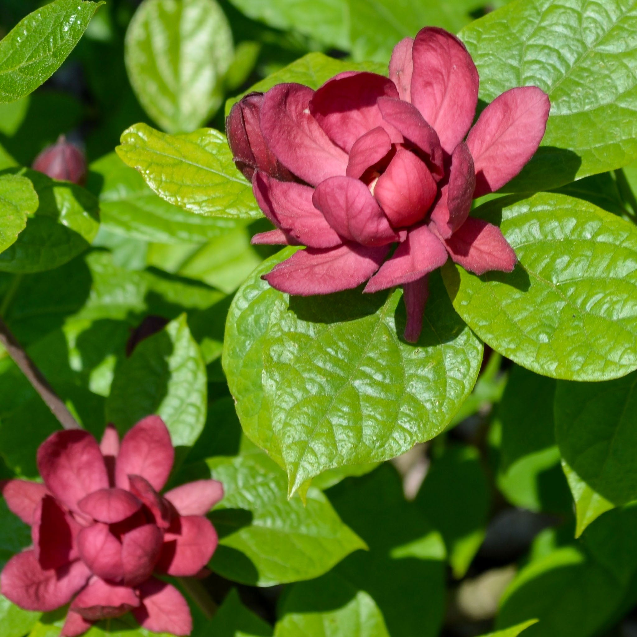 Gewürzstrauch 'Aphrodite'