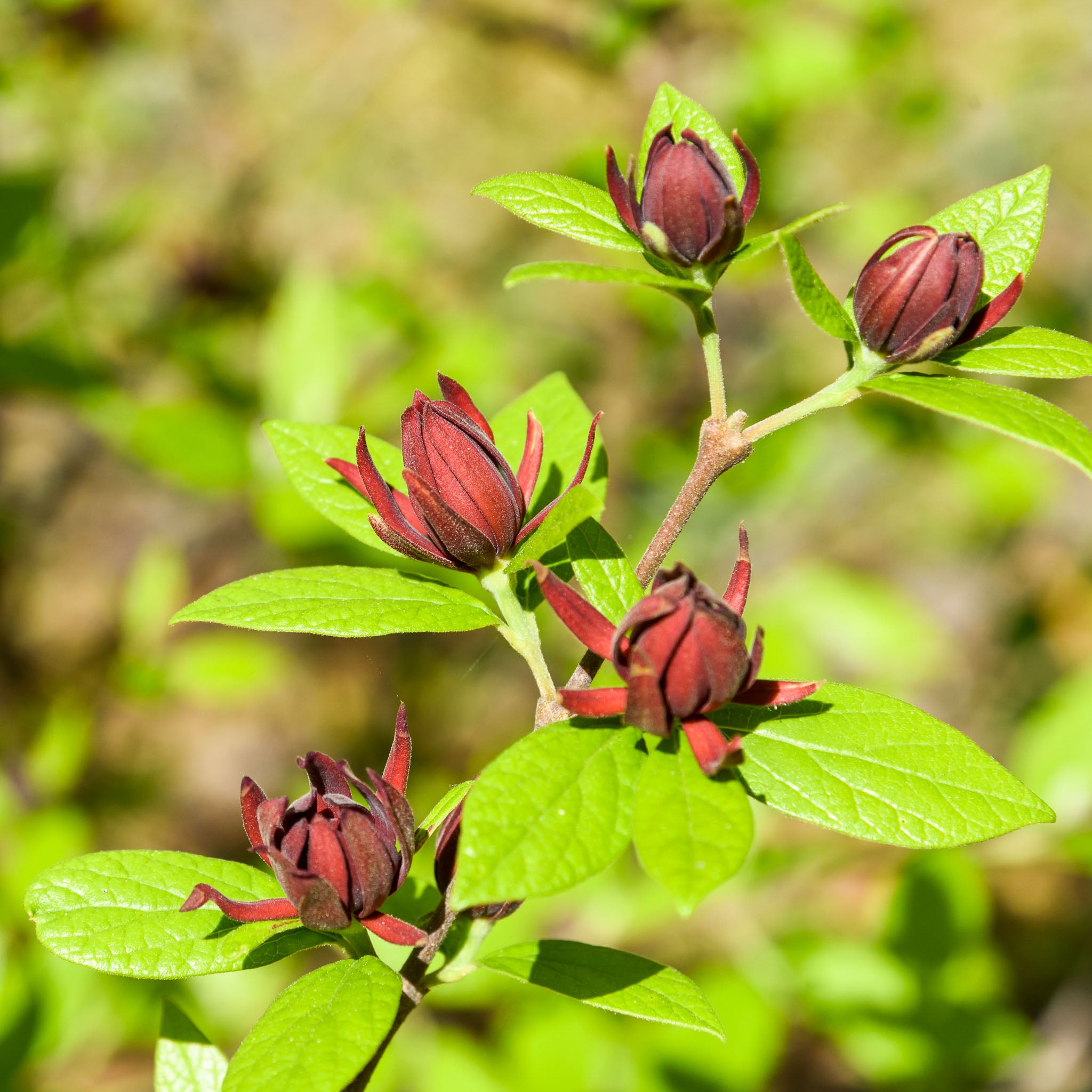 Gewürzstrauch 'Aphrodite'
