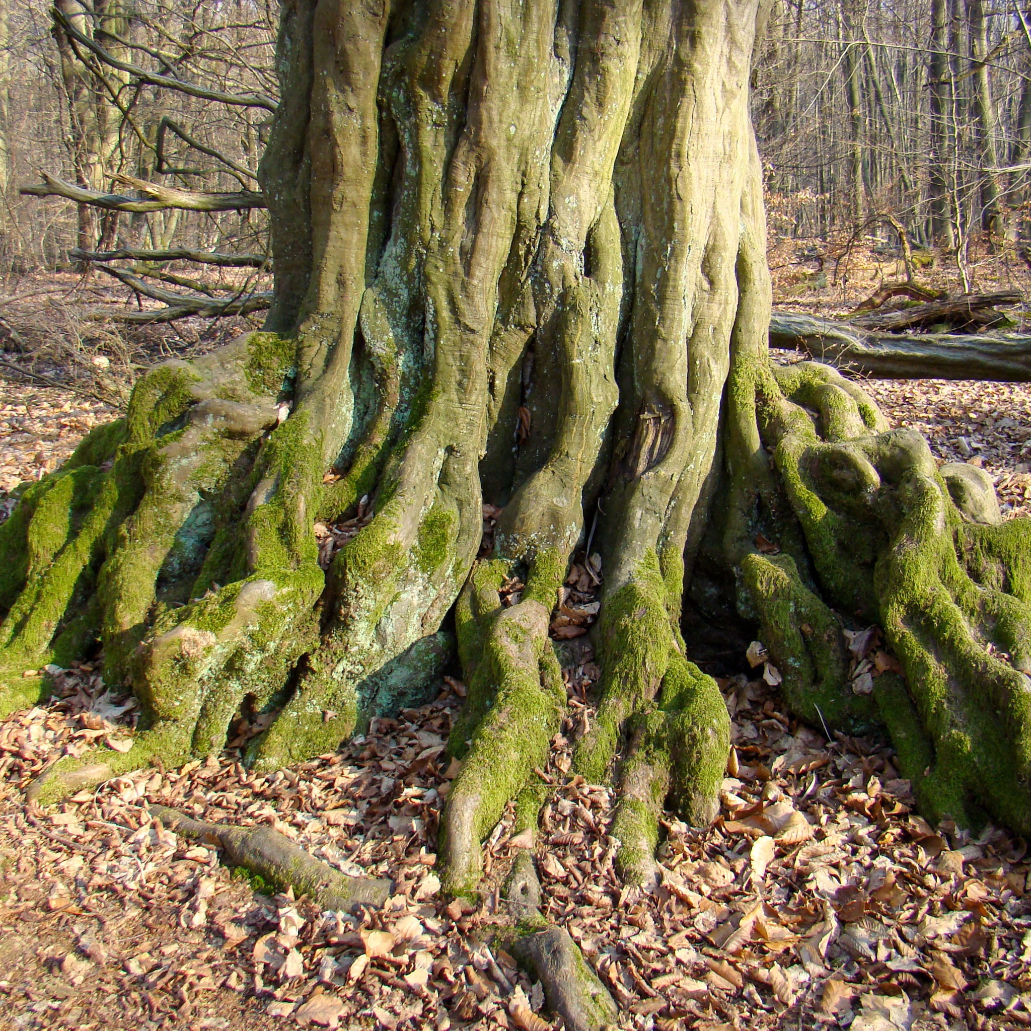 Hainbuche - Solitärbaum