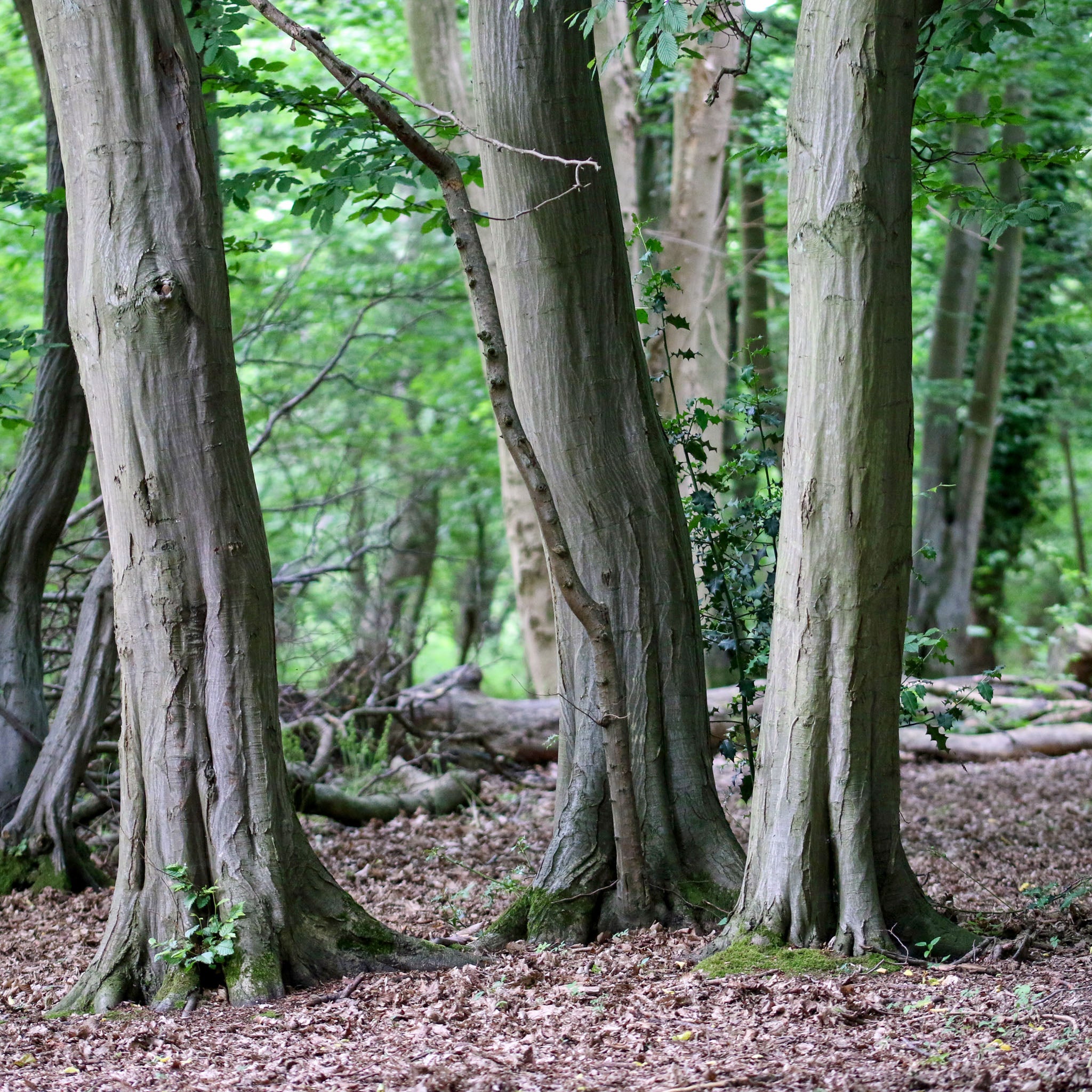 Hainbuche - Solitärbaum