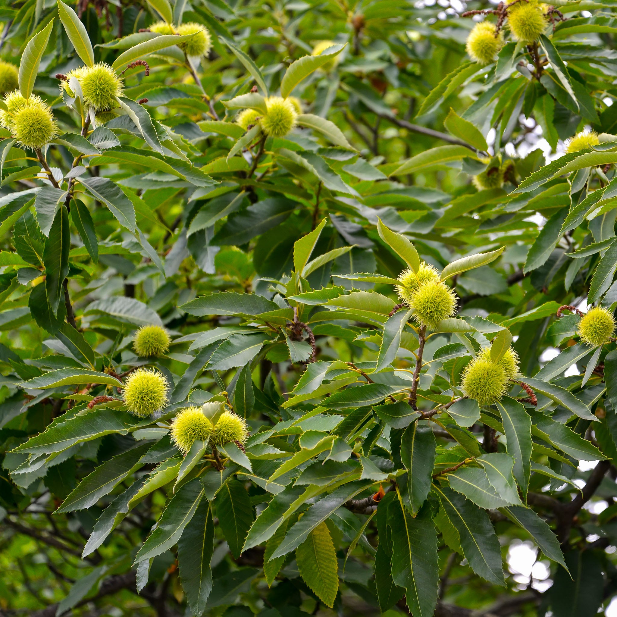 Esskastanie 'Gillet'