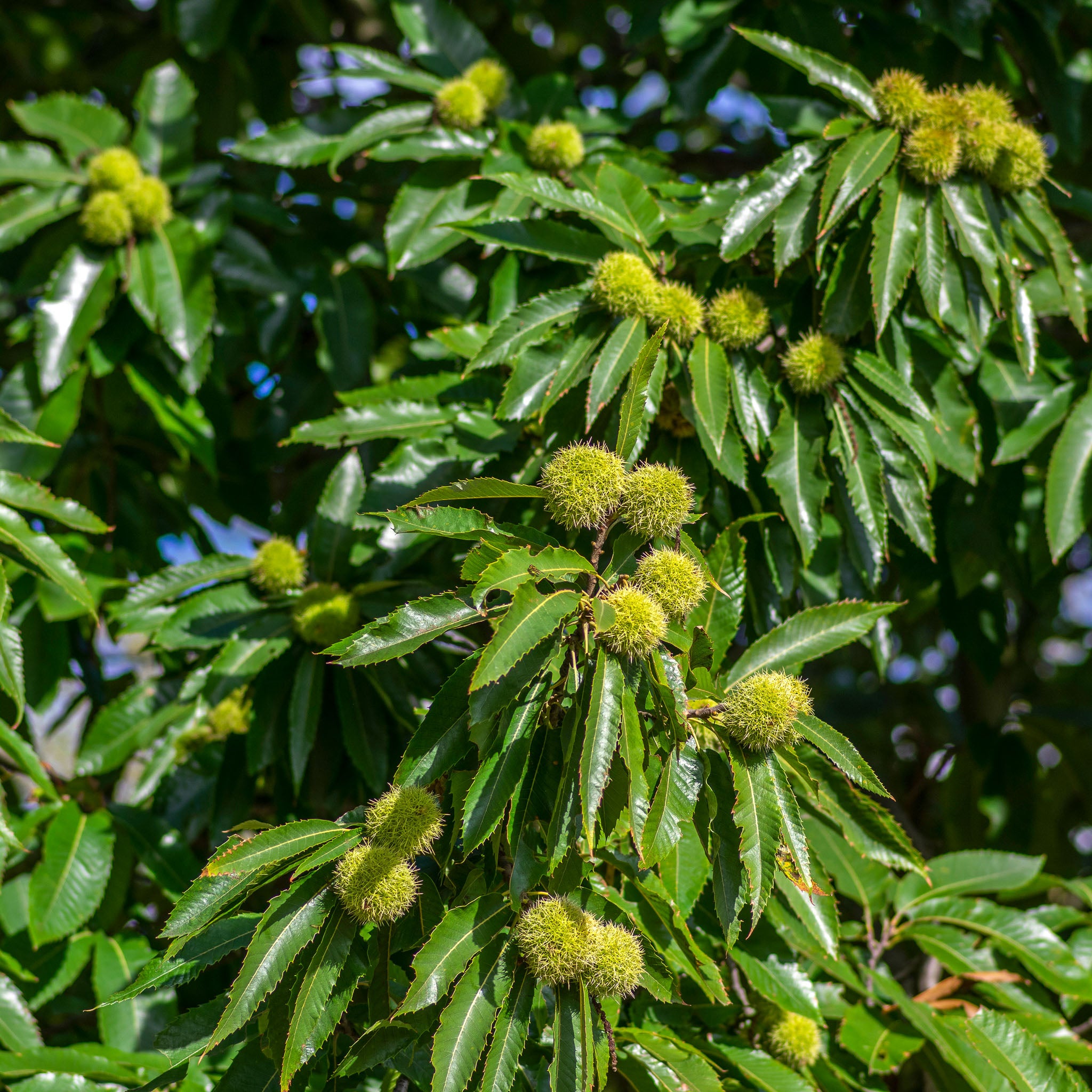 Esskastanie 'Maridonne'