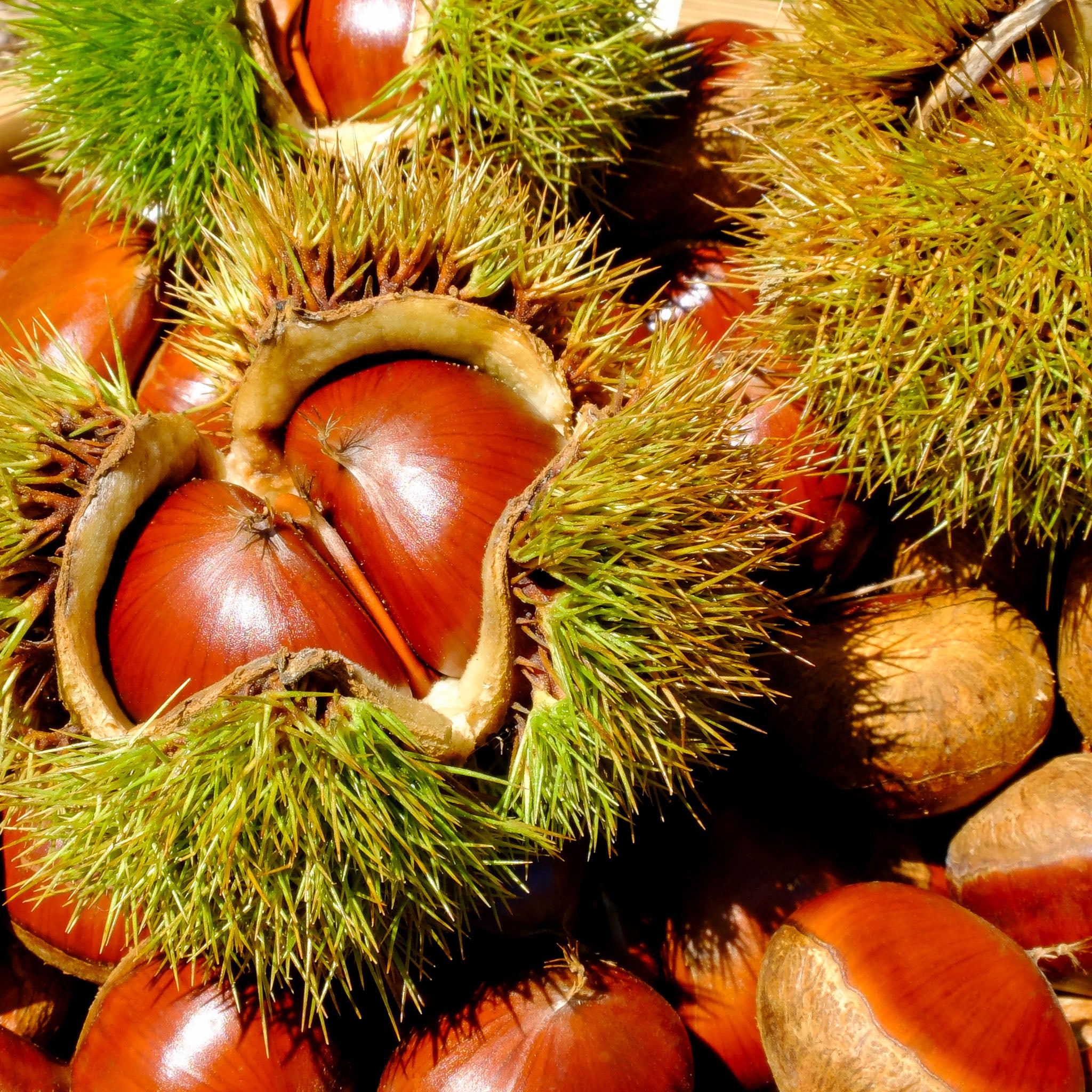 Esskastanie 'Précoce Migoule'