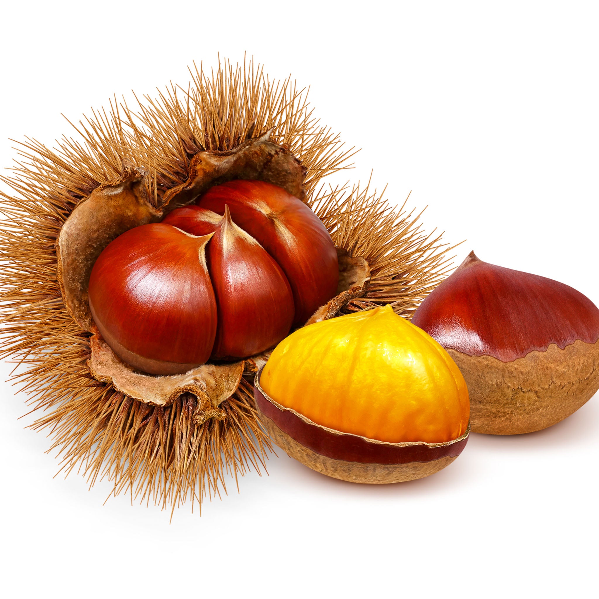 Esskastanie 'Précoce Migoule'