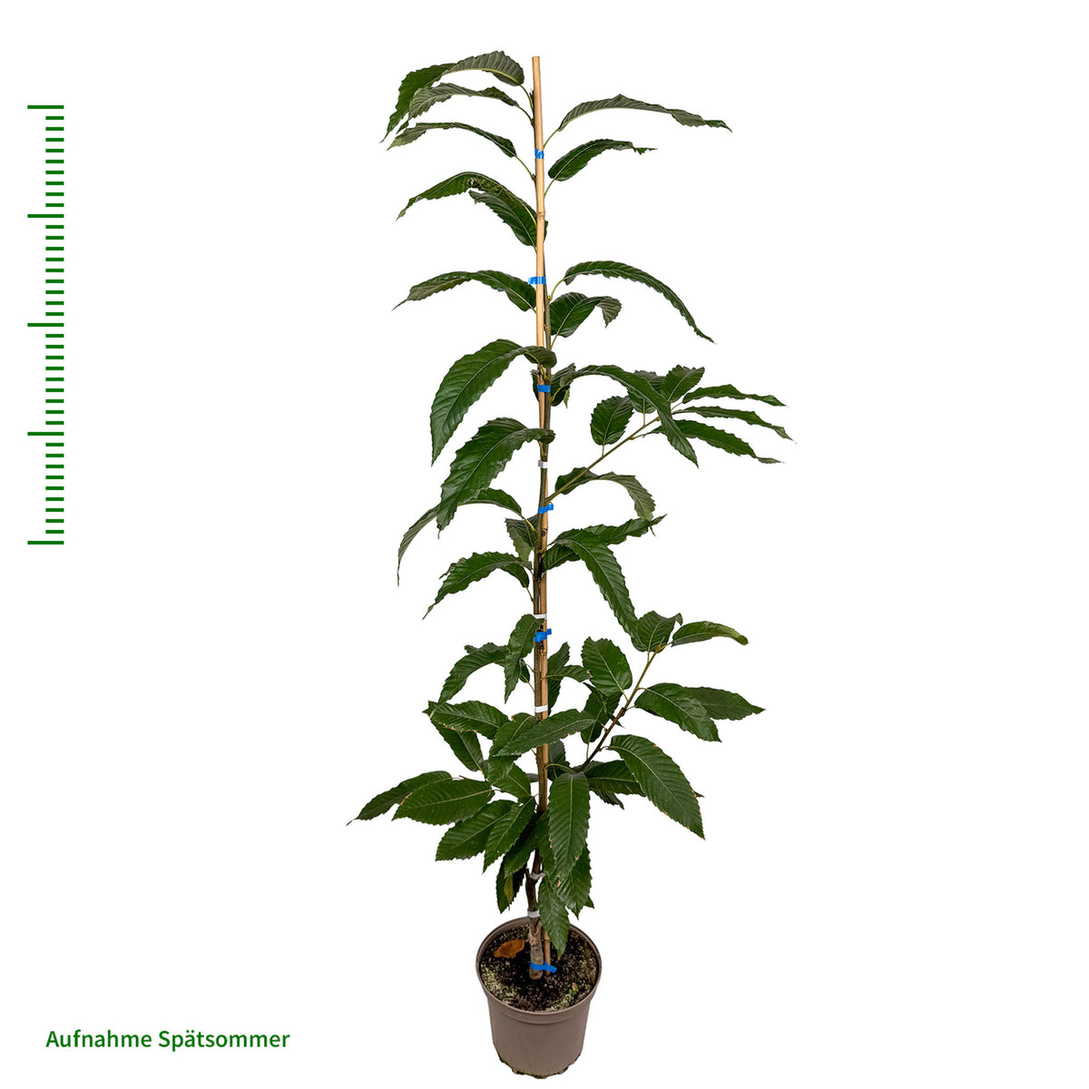 Esskastanie 'Jeanette'