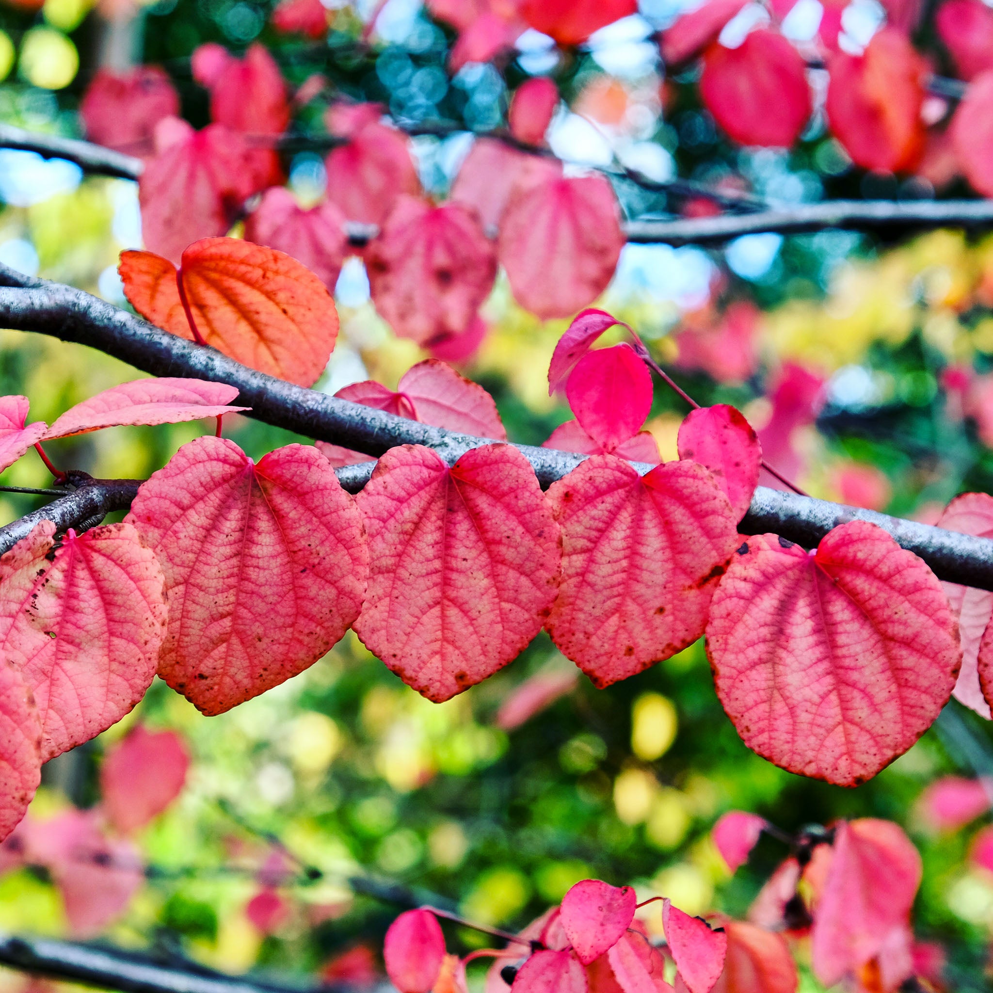 Japanischer Kuchenbaum