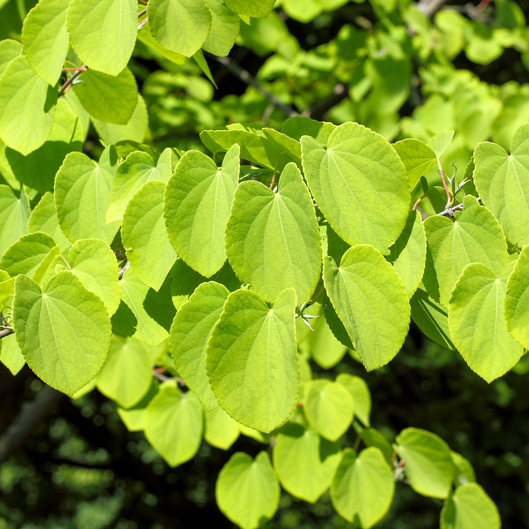 Japanischer Kuchenbaum