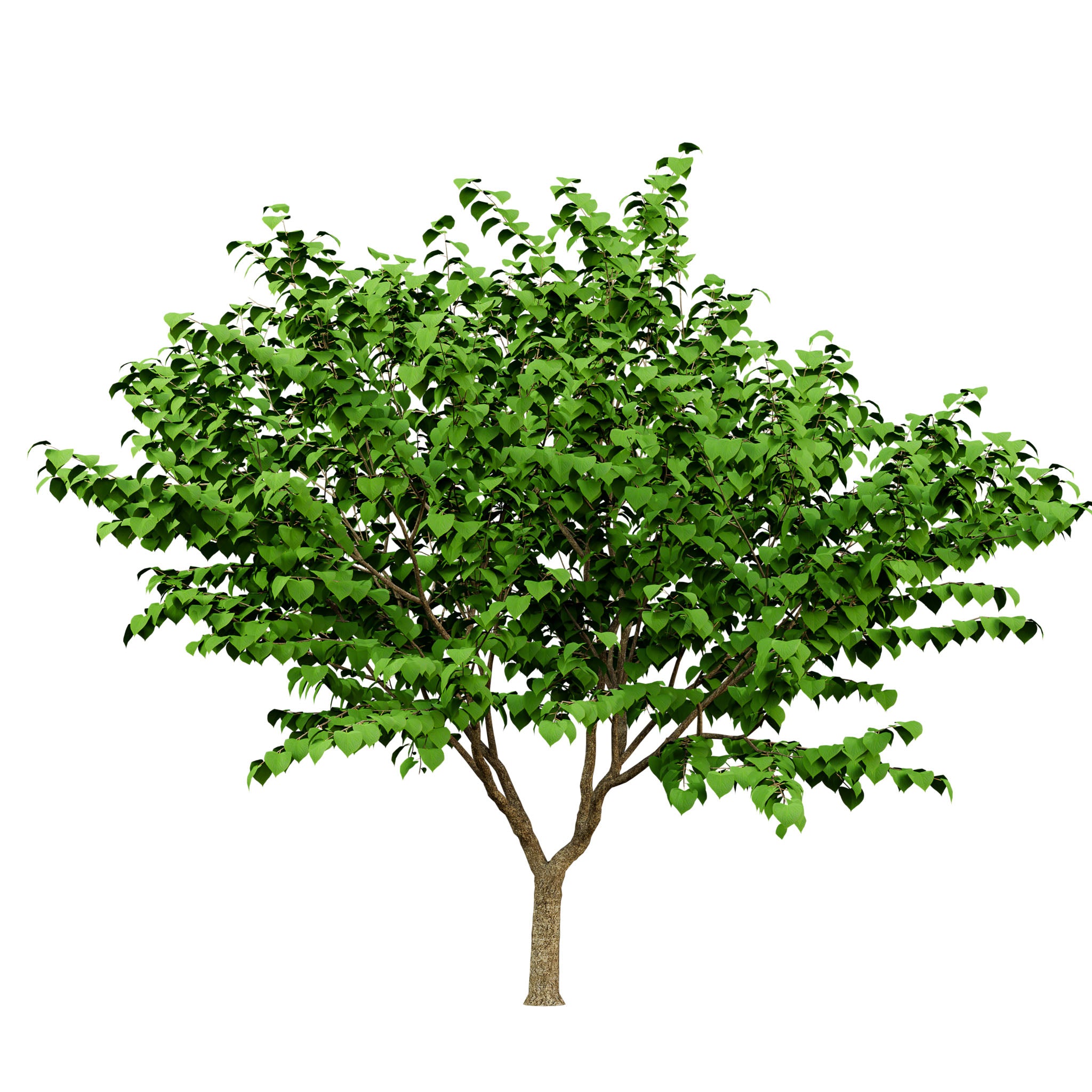 Kanadischer Judasbaum