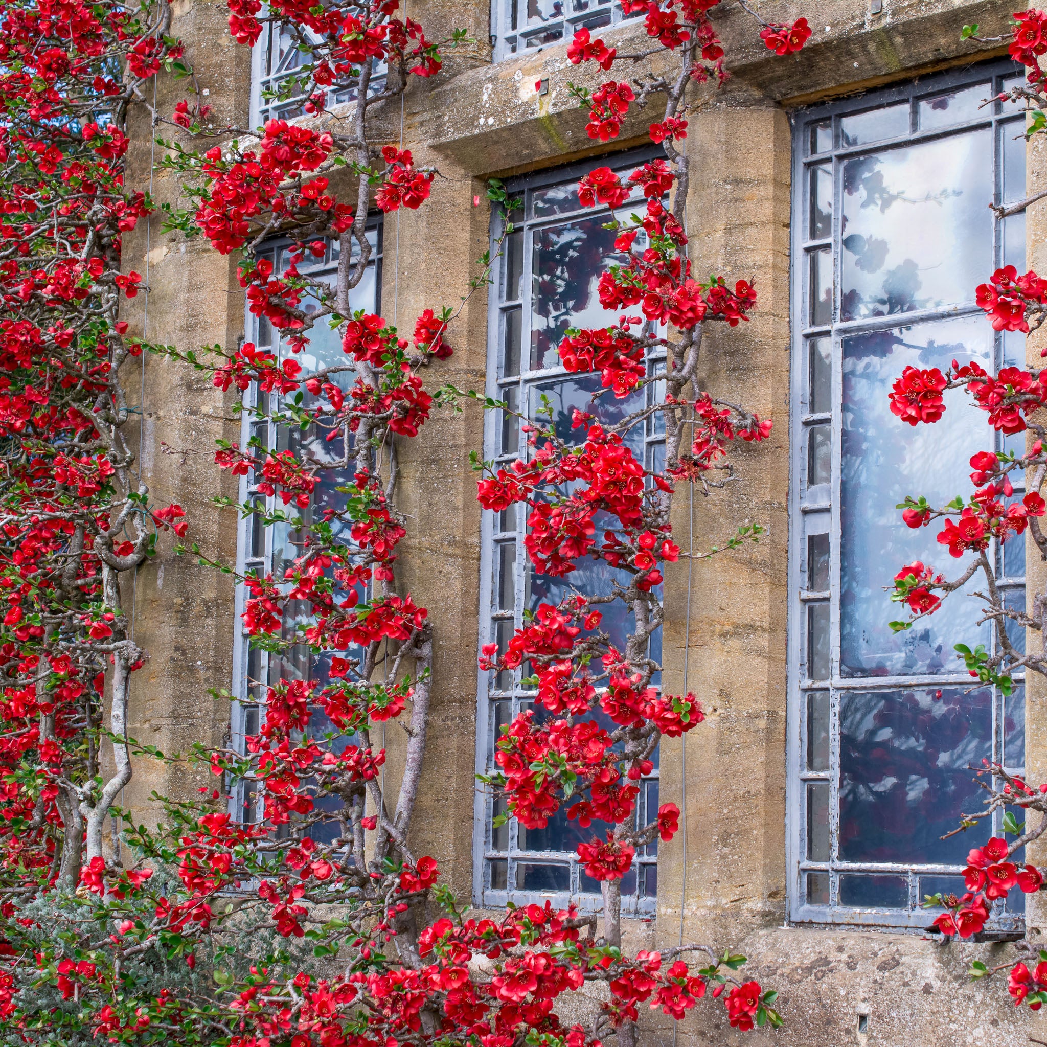Zierquitte 'Cido Red'