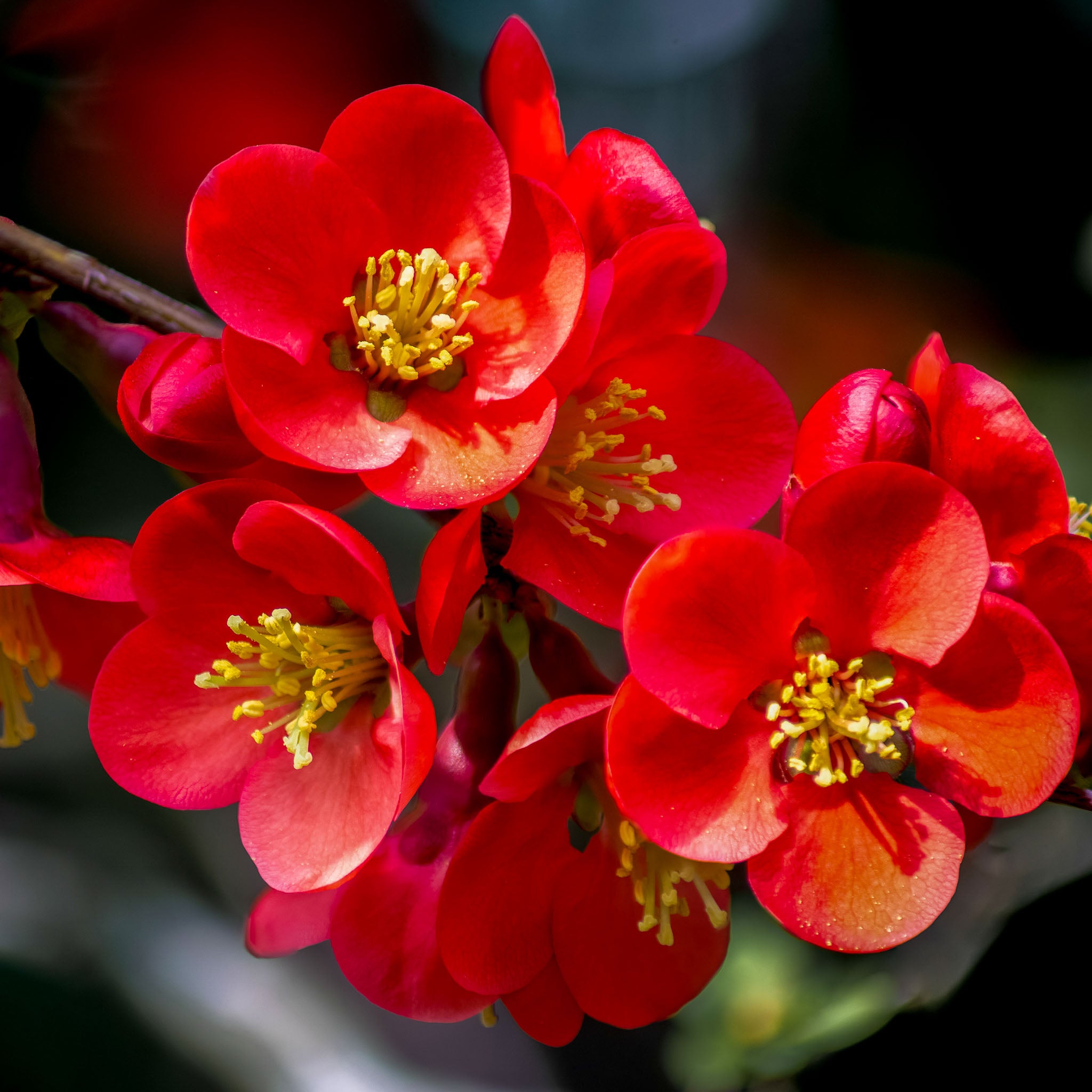 Zierquitte 'Cido Red'