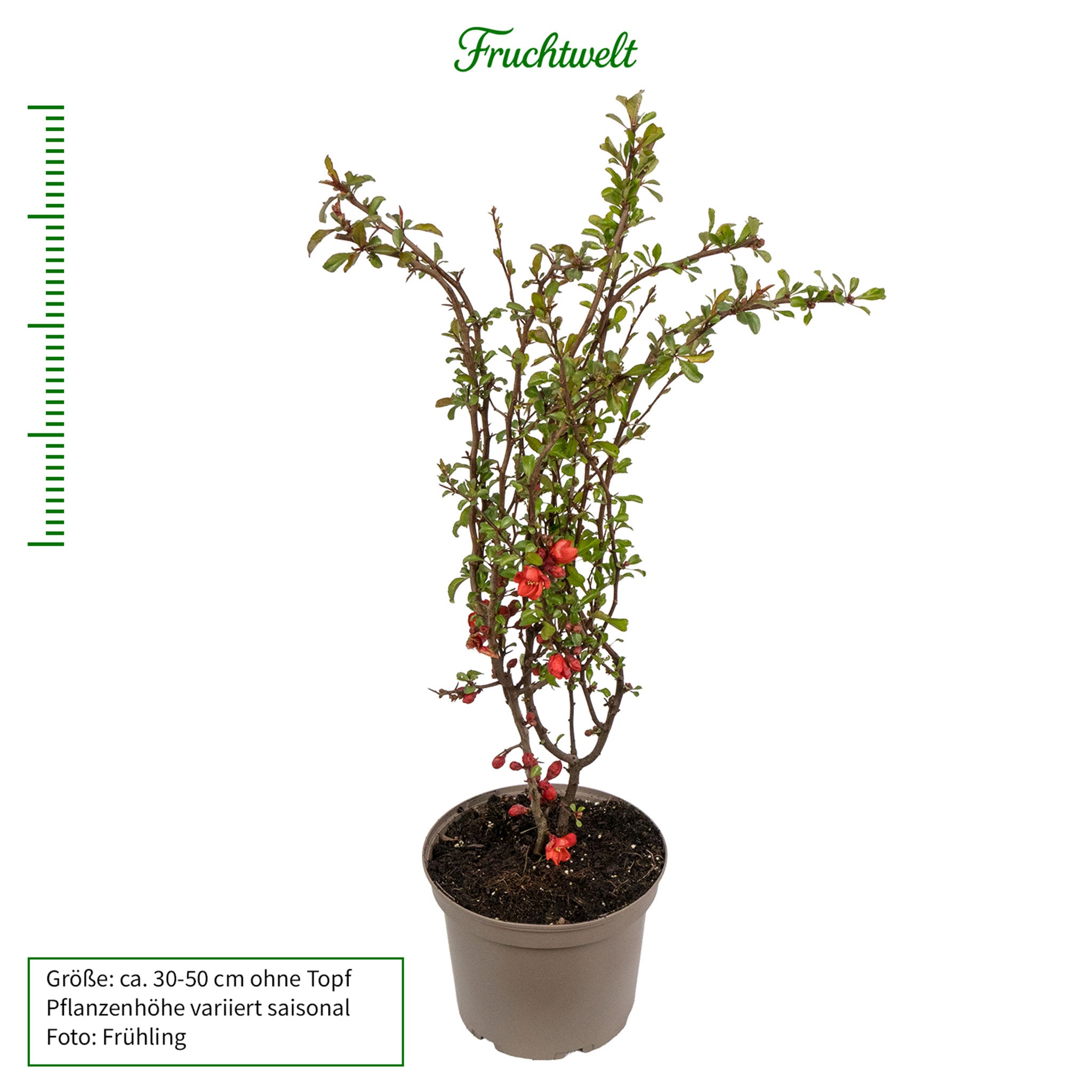 Zierquitte 'Cido Red'