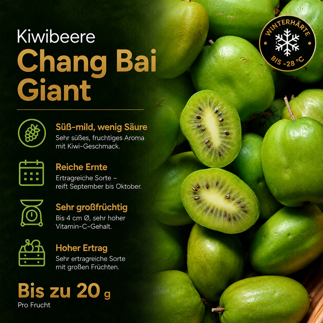 Kiwibeere 'Chang Bai Giant'