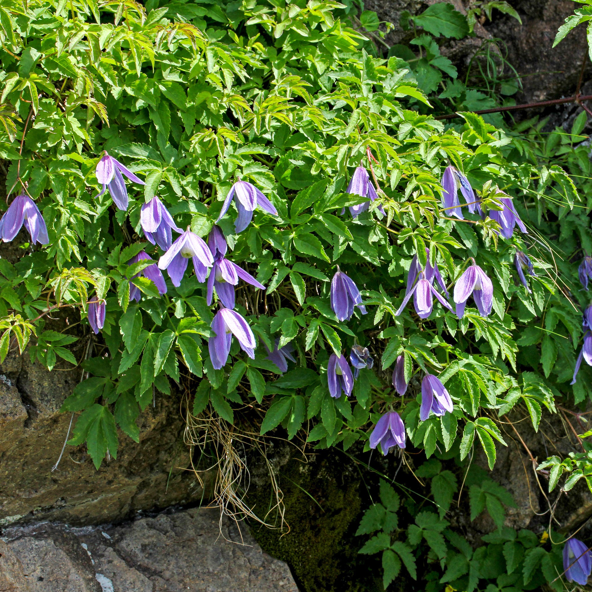 Alpen-Waldrebe 'Frances Rivis'