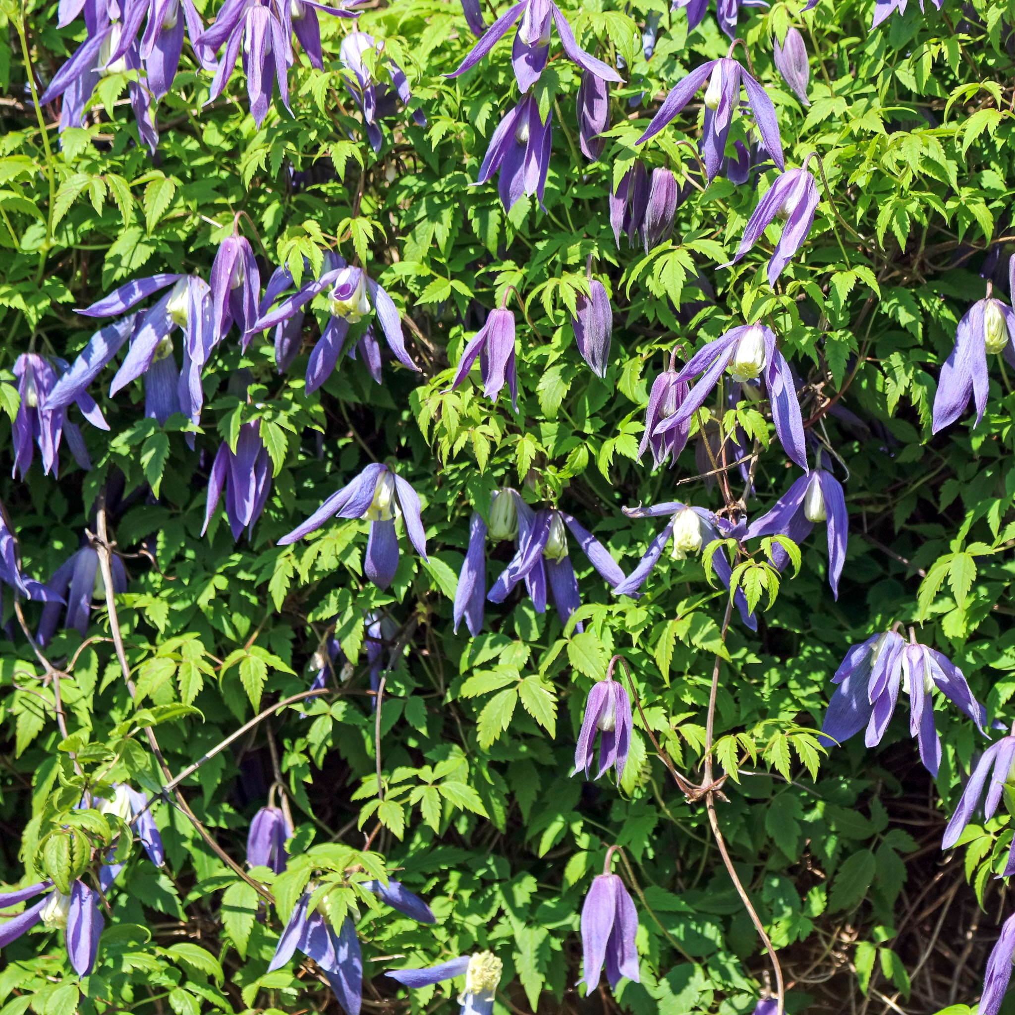 Alpen-Waldrebe 'Frances Rivis'