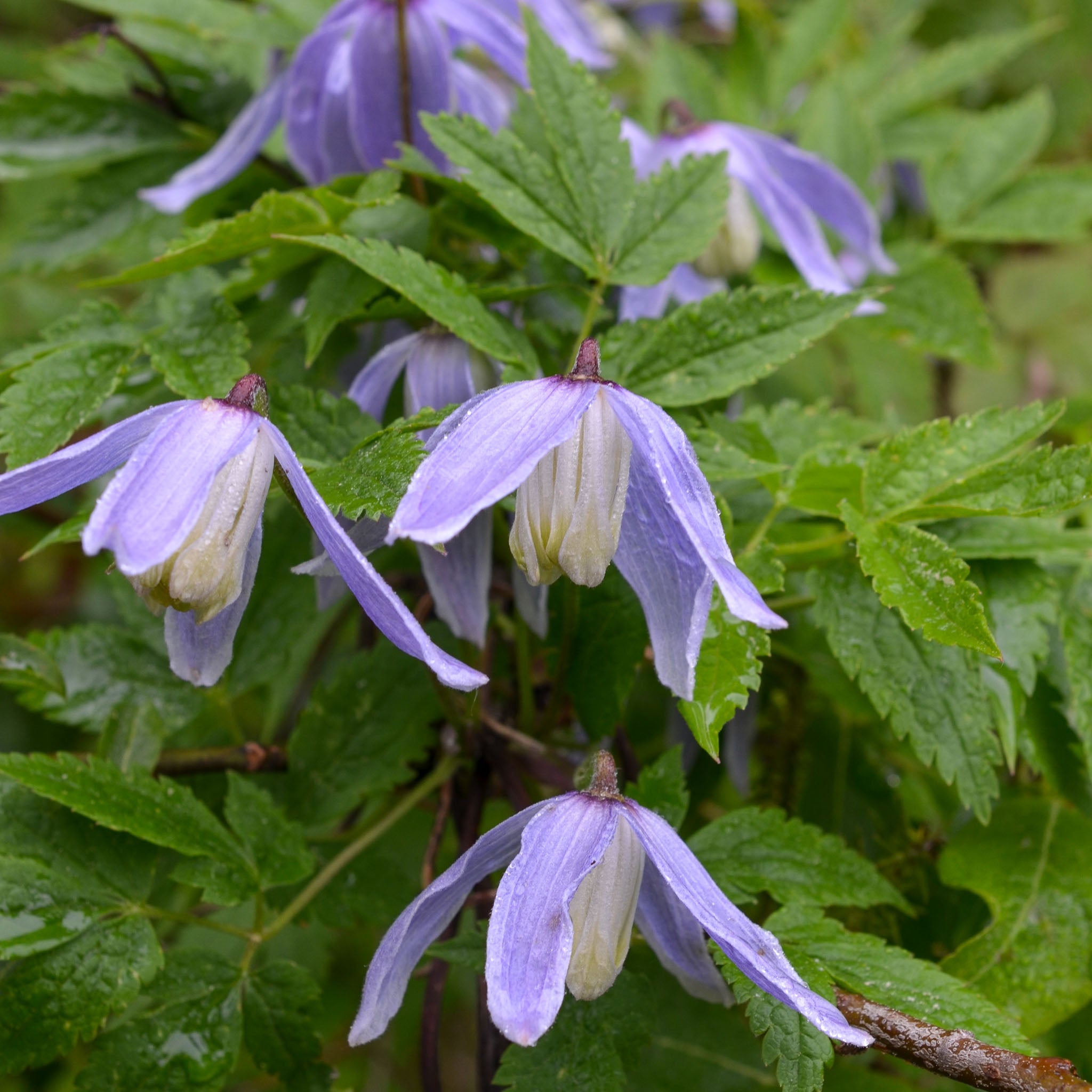 Alpen-Waldrebe 'Frances Rivis'