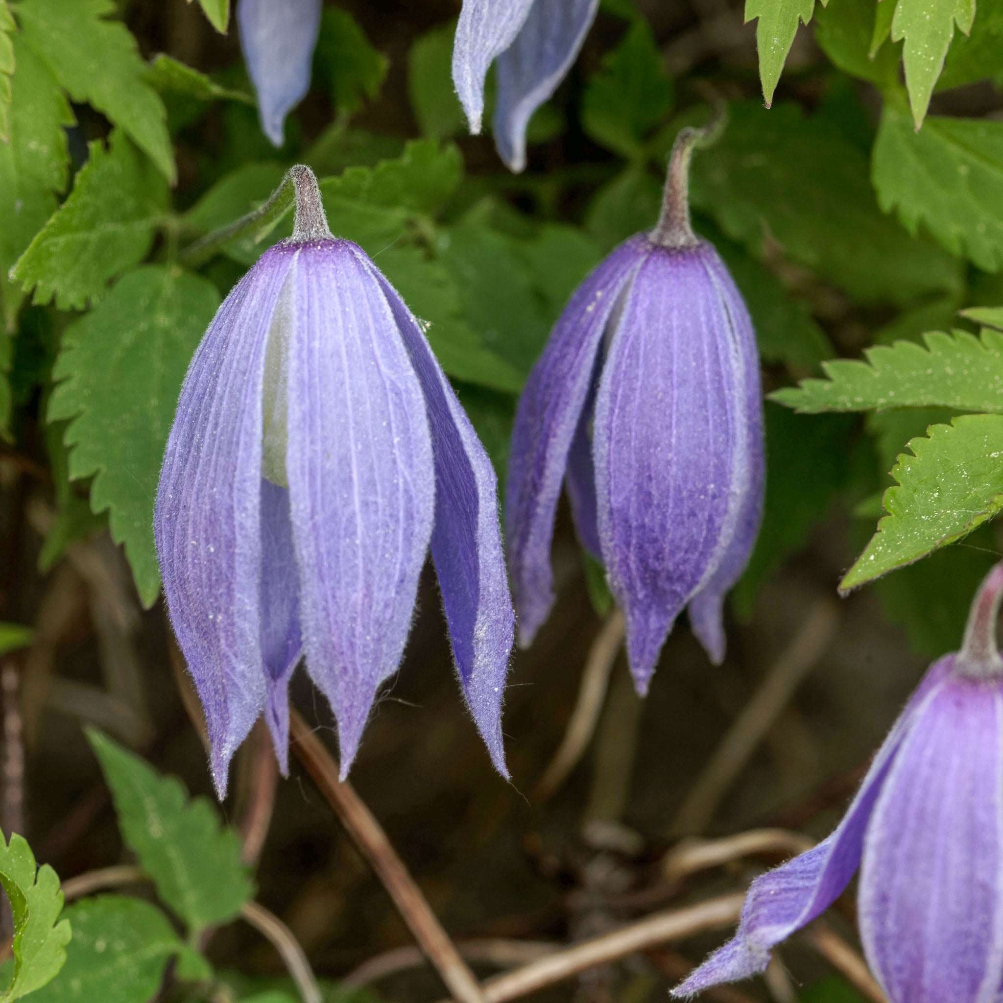 Alpen-Waldrebe 'Frances Rivis'