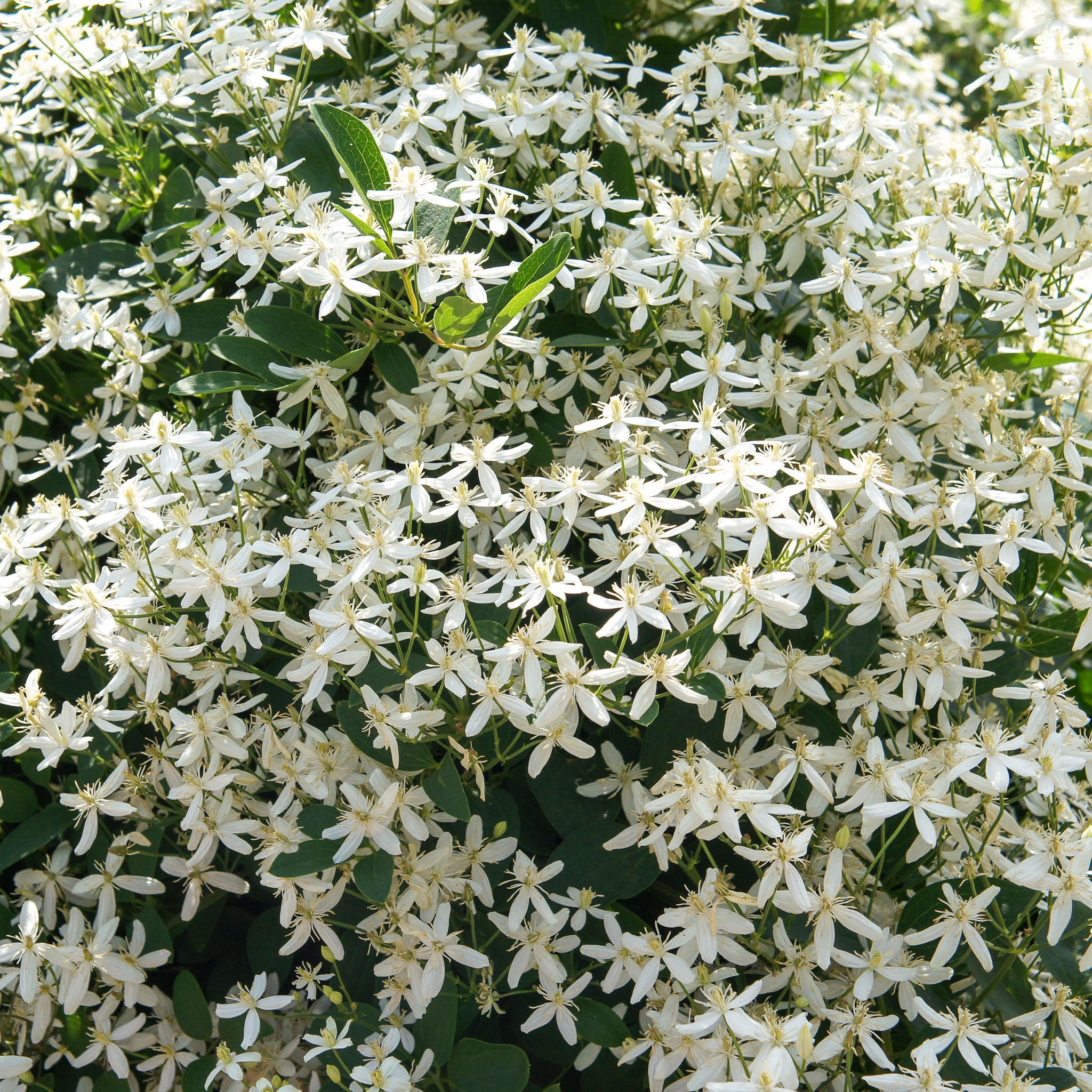 Farges-Waldrebe 'Summer Snow'