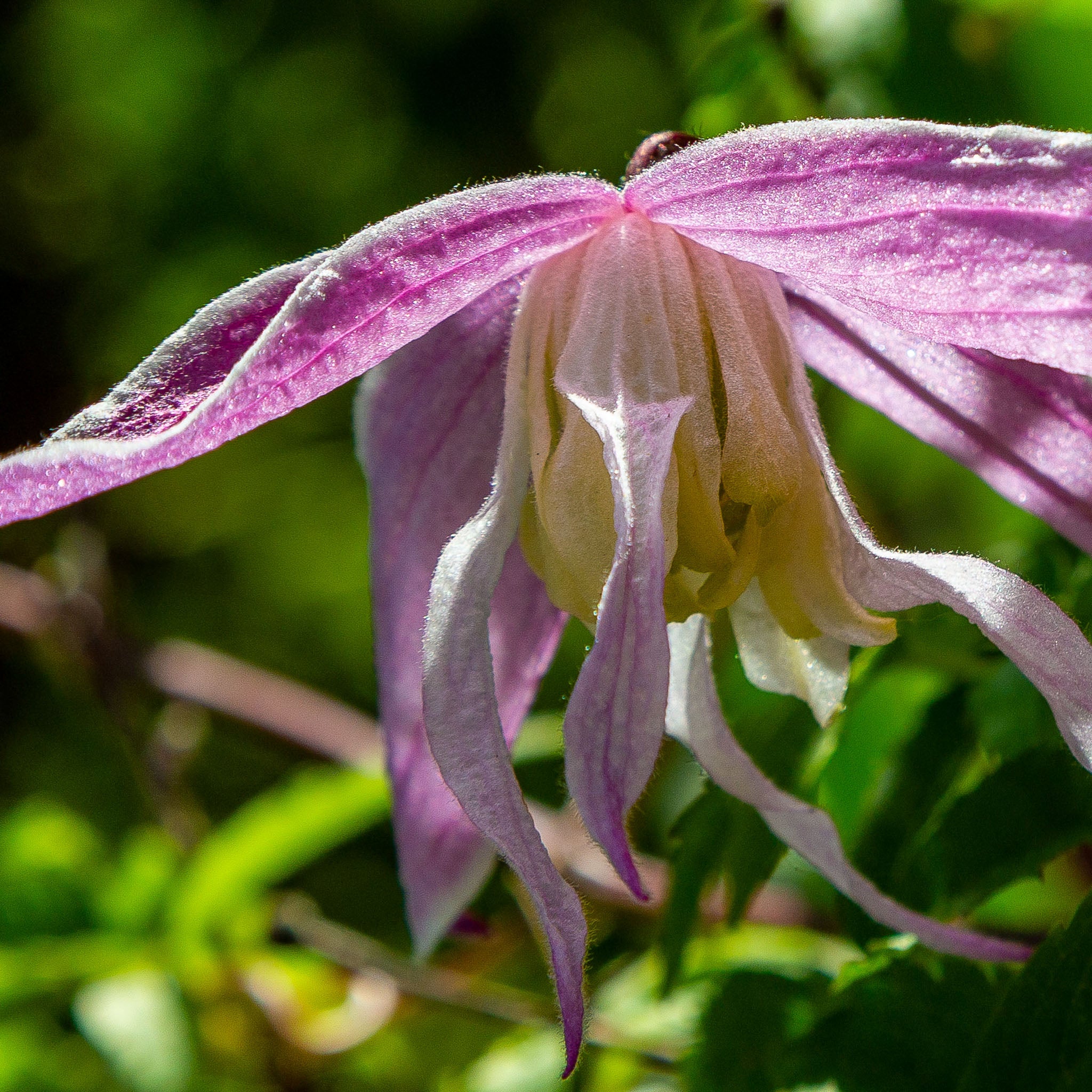 Großblütige Alpen-Waldrebe 'Rosy O'Grady'