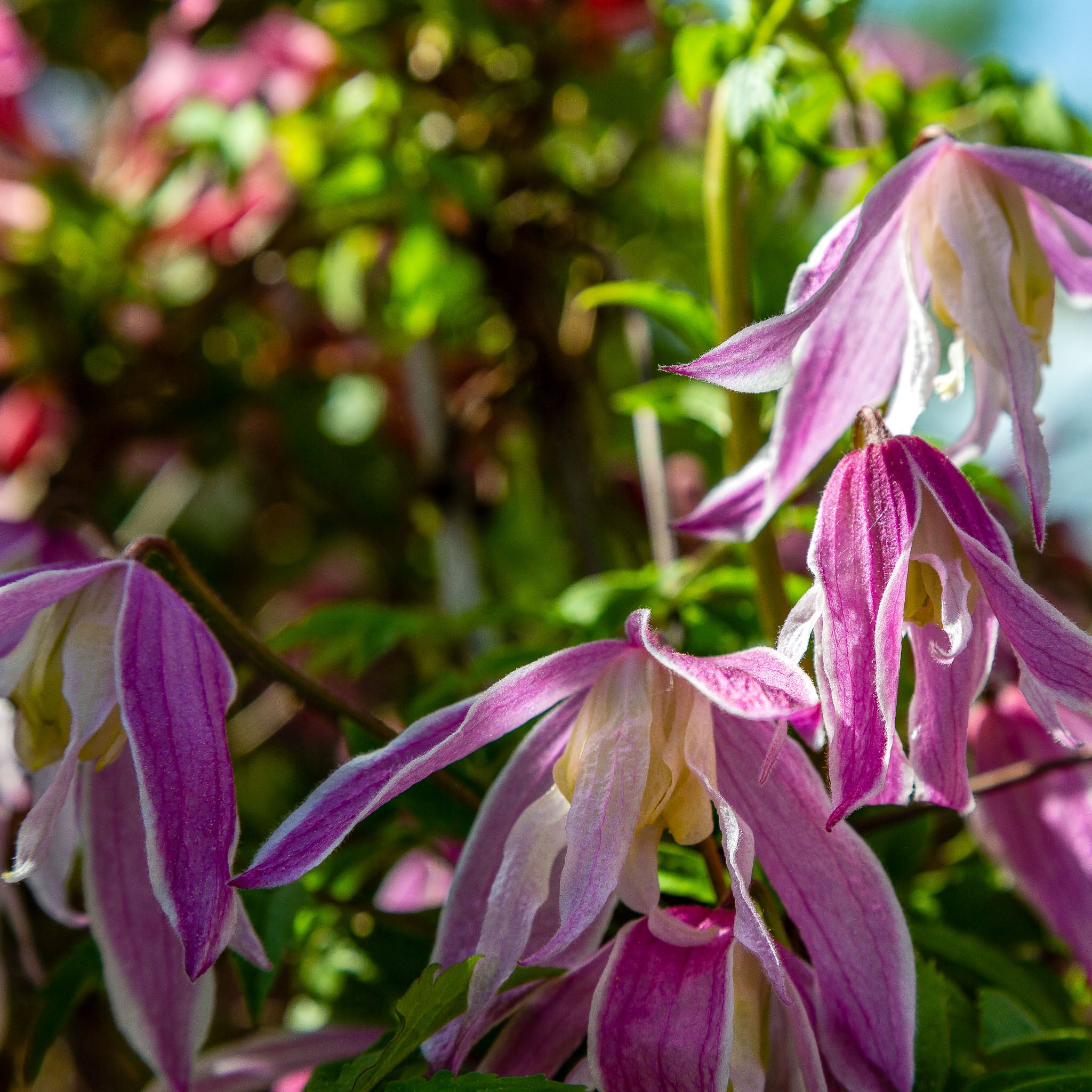 Großblütige Alpen-Waldrebe 'Rosy O'Grady'