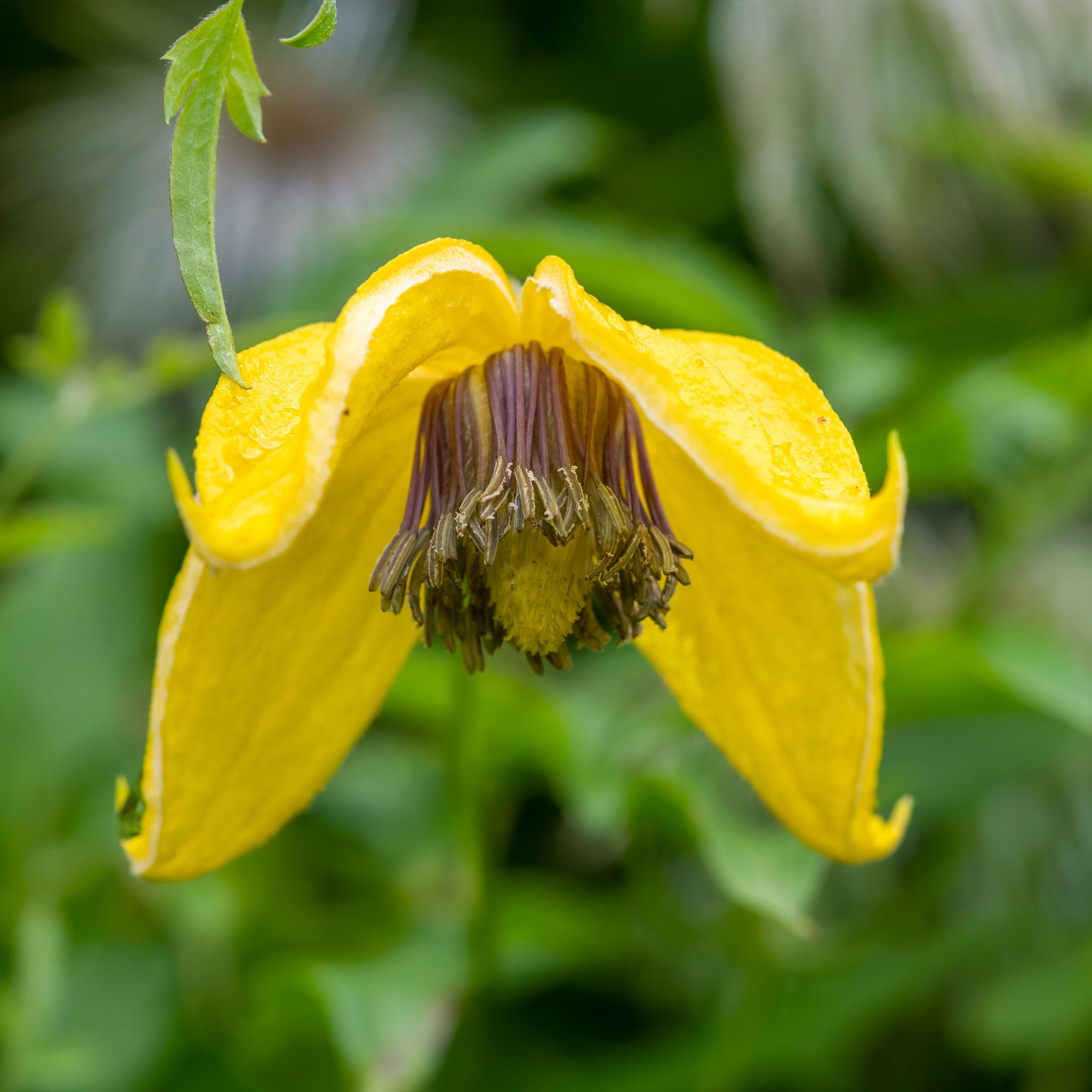 Orientalische Waldrebe 'Bill MacKenzie'