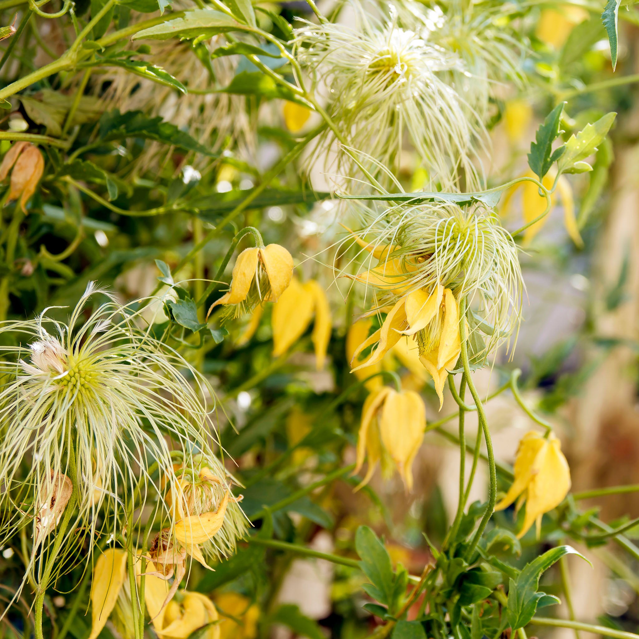 Orientalische Waldrebe 'Bill MacKenzie'