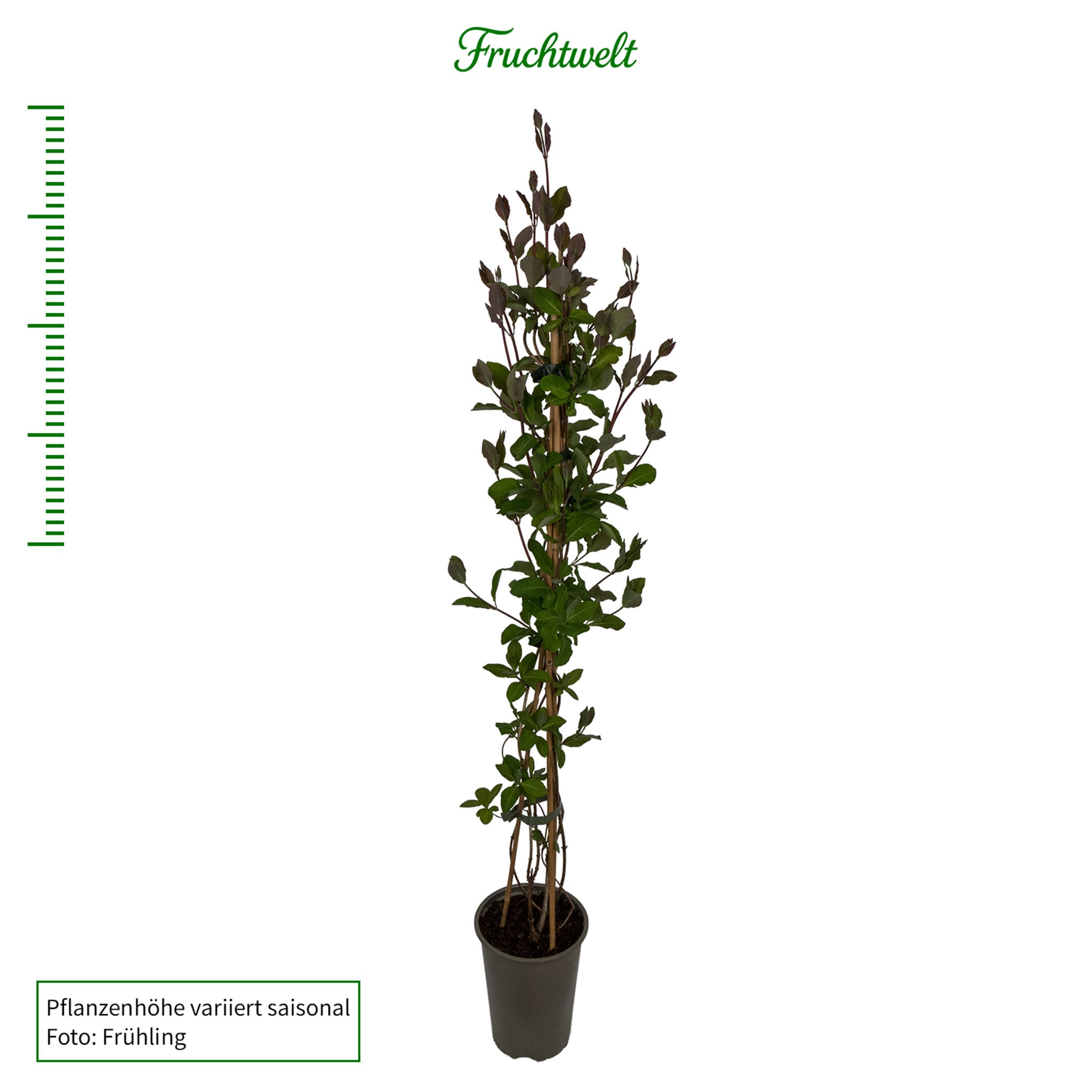 Geißblatt 'Serotina'