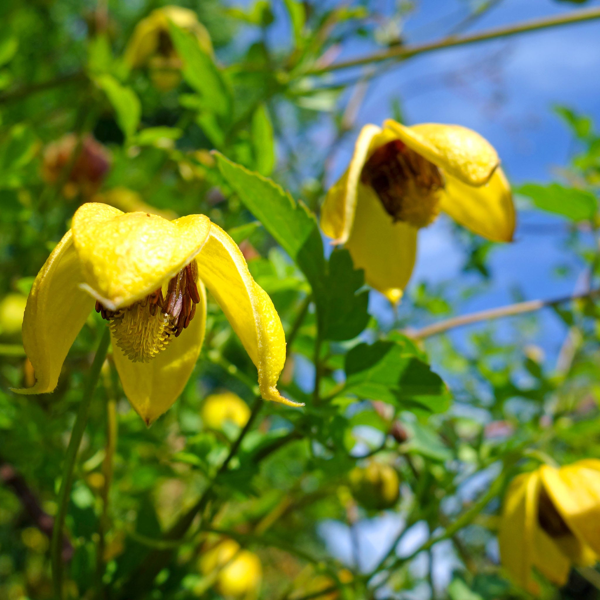 Gold-Waldrebe 'Golden Harvest'
