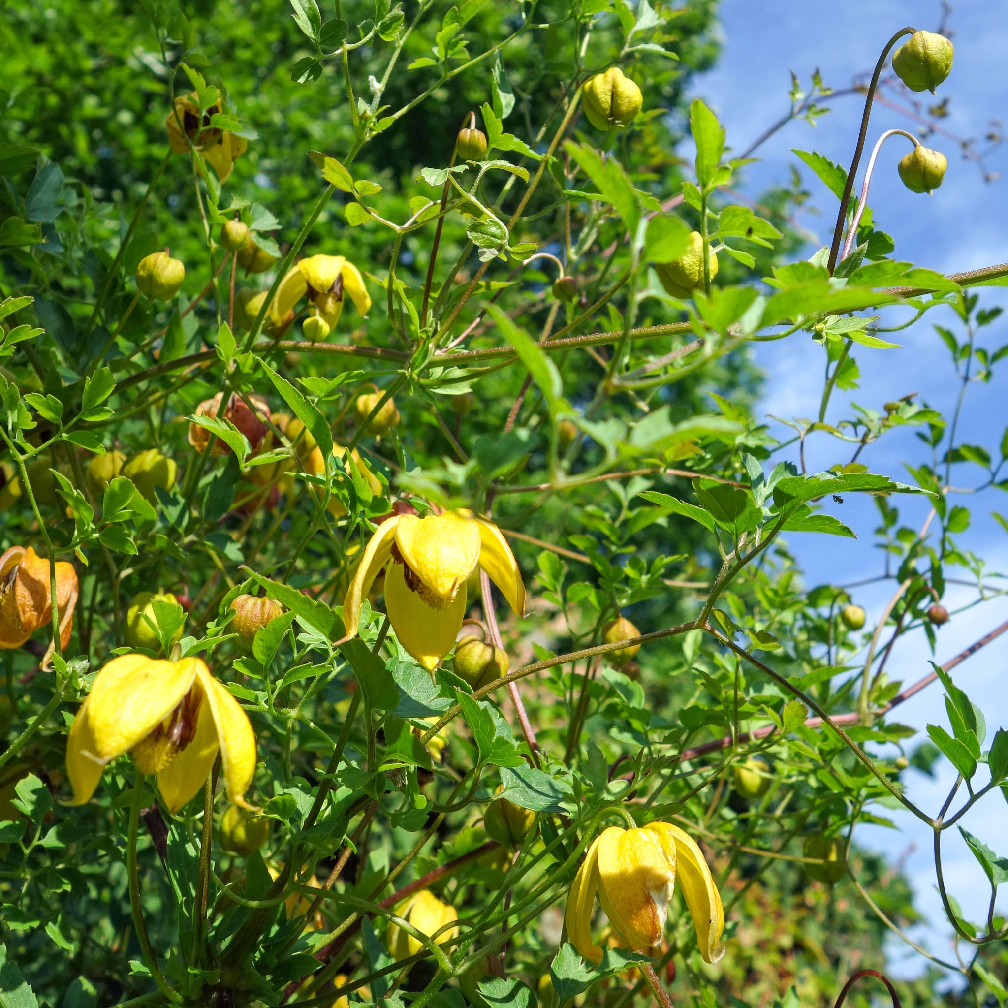 Gold-Waldrebe 'Golden Harvest'