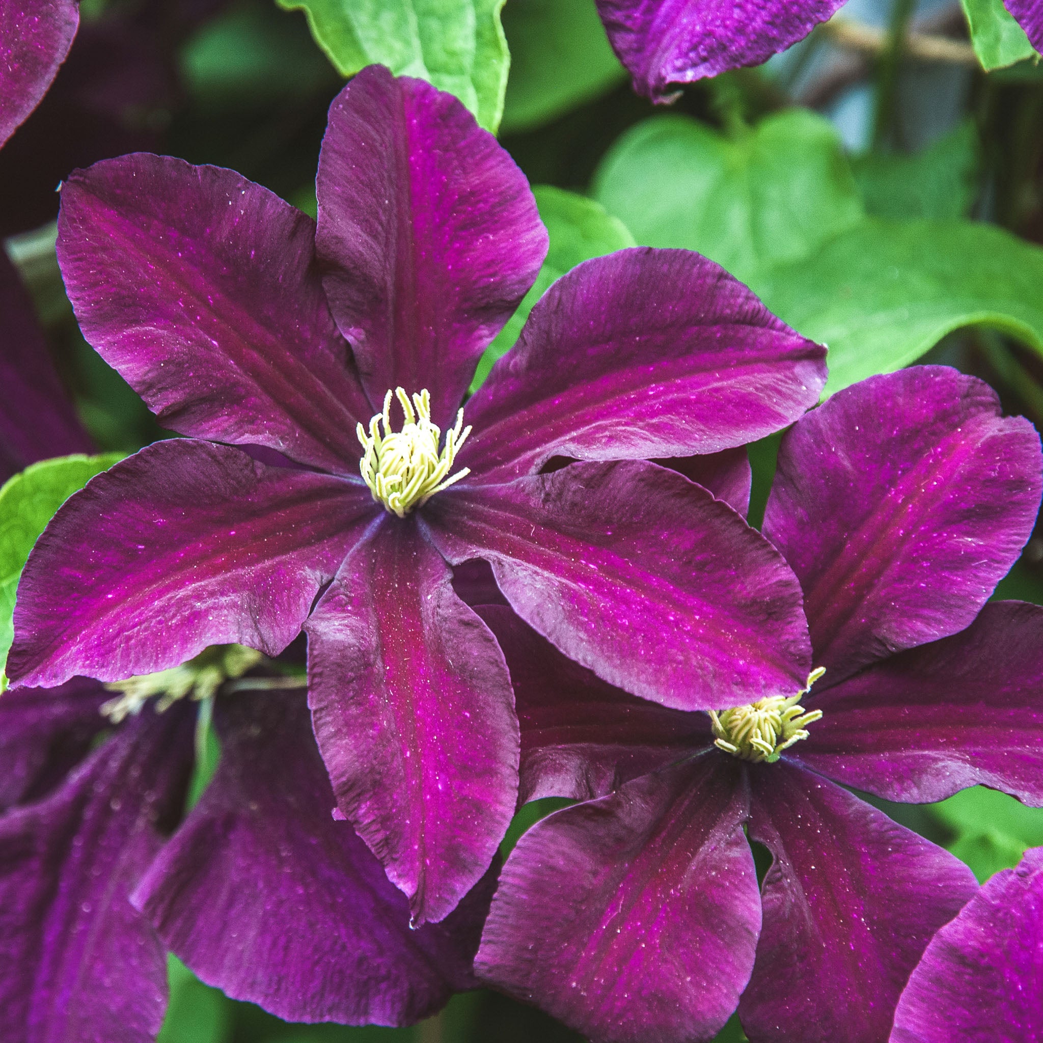 Italienische Waldrebe 'Etoile Violette'