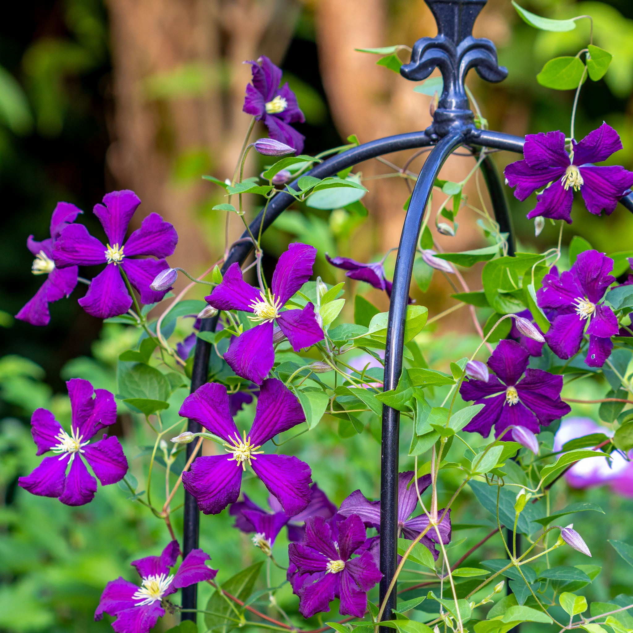 Italienische Waldrebe 'Etoile Violette'