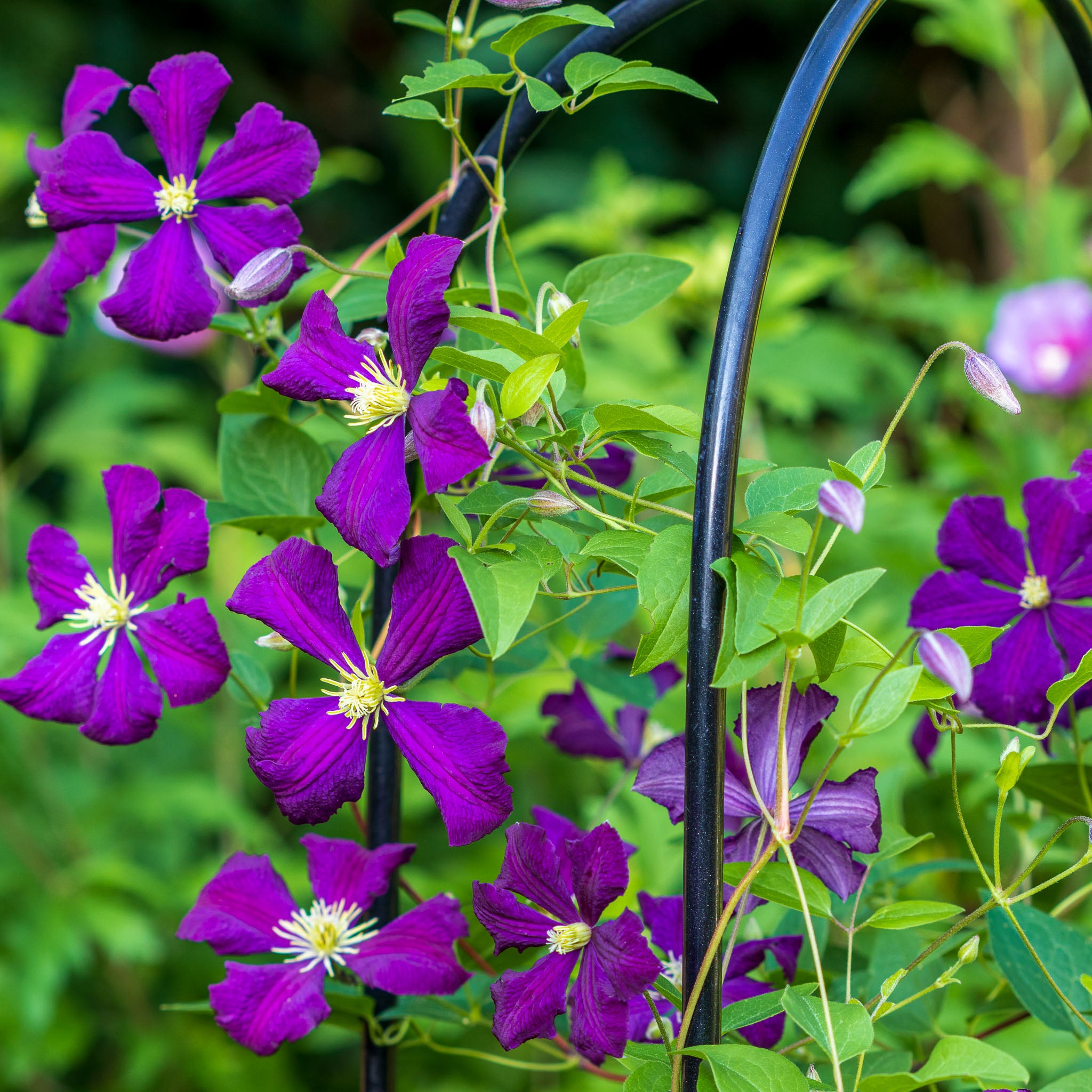 Italienische Waldrebe 'Etoile Violette'