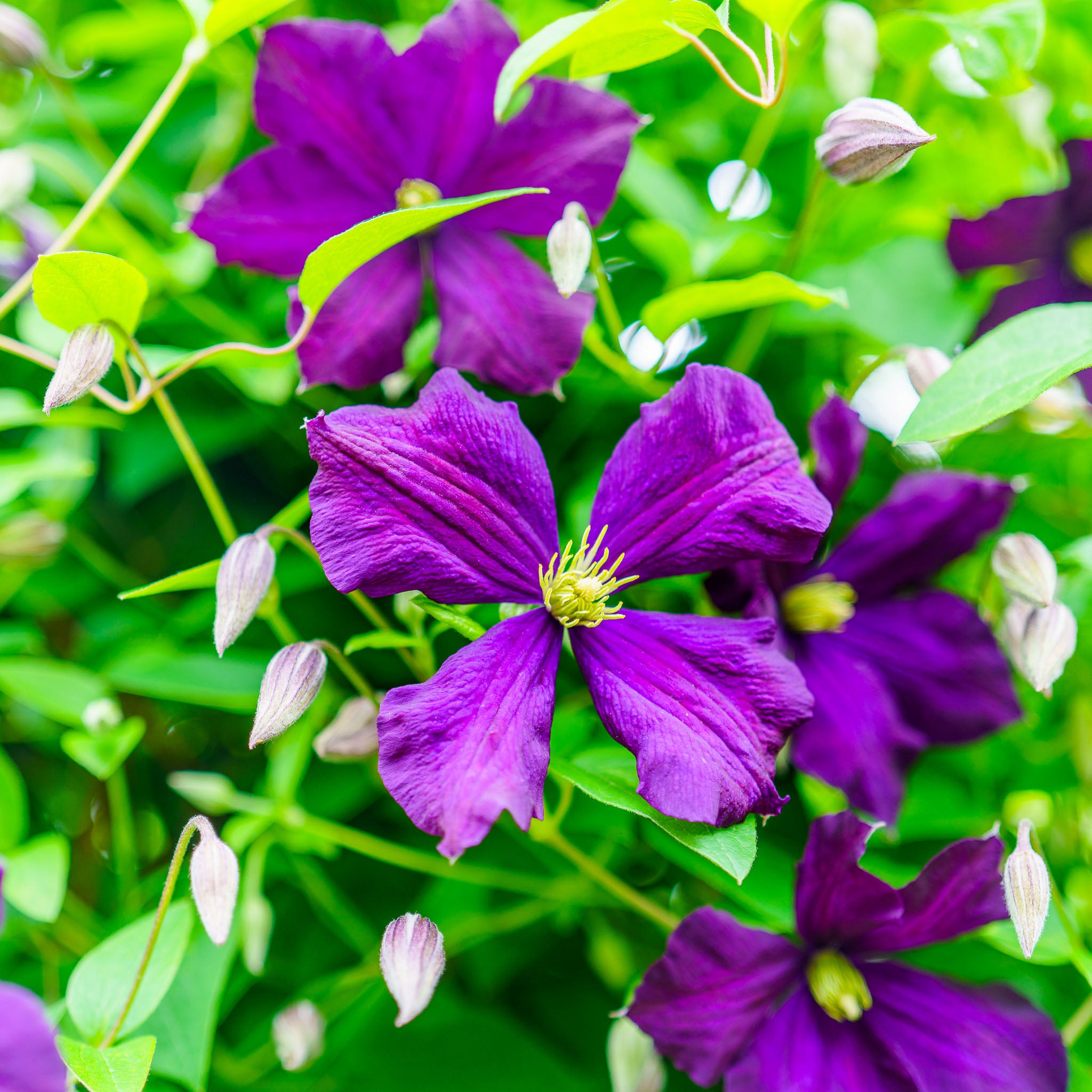 Italienische Waldrebe 'Etoile Violette'
