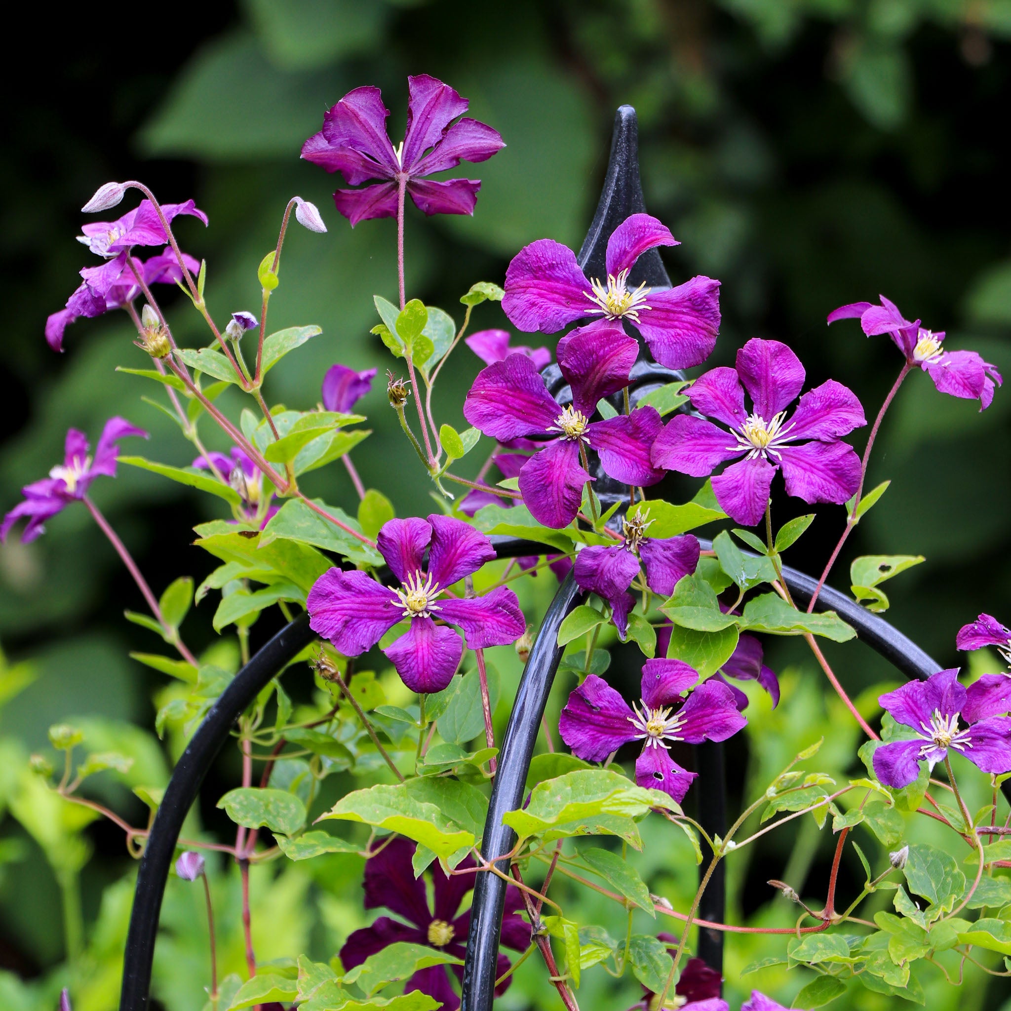 Italienische Waldrebe 'Etoile Violette'