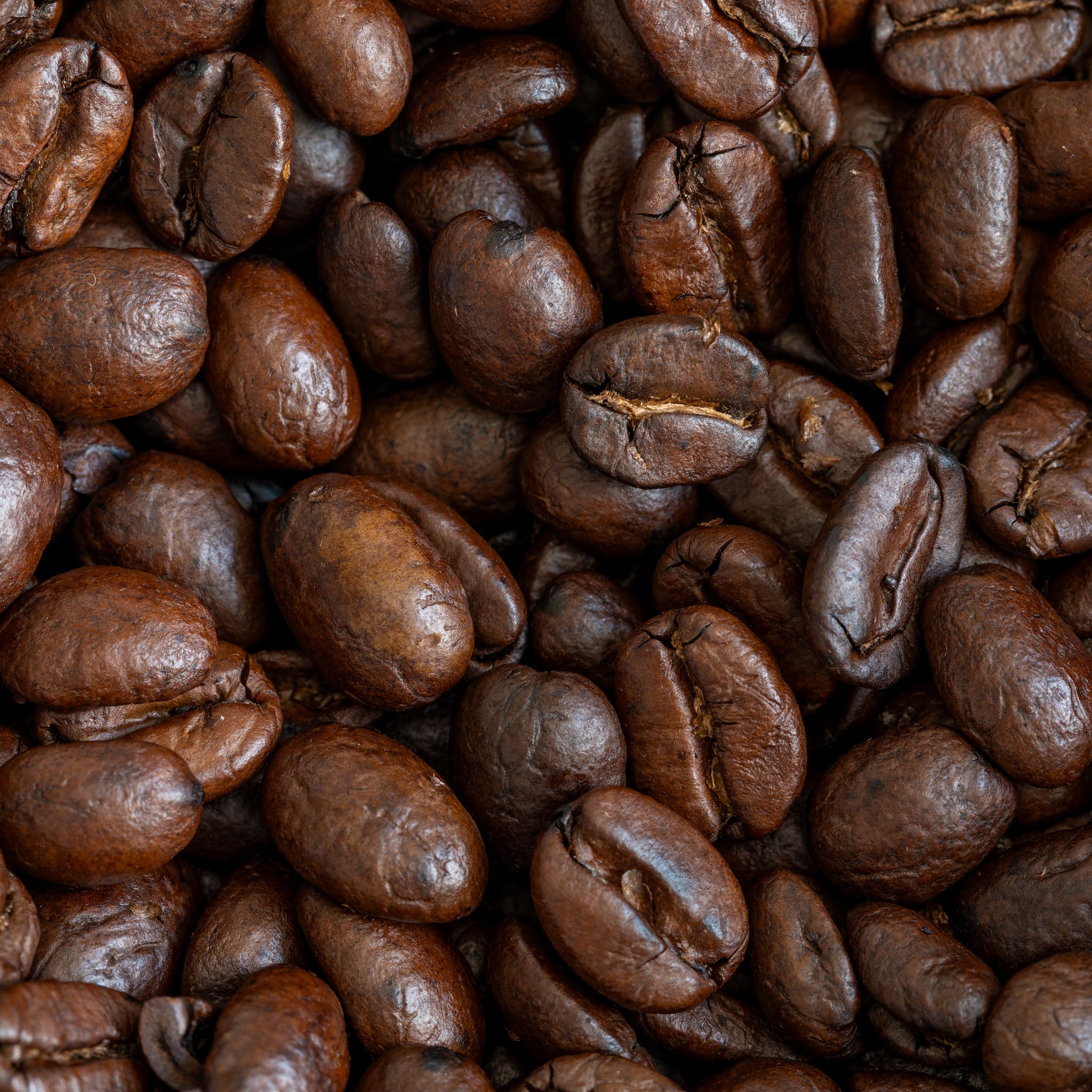 Kaffeepflanze 'Arabica'