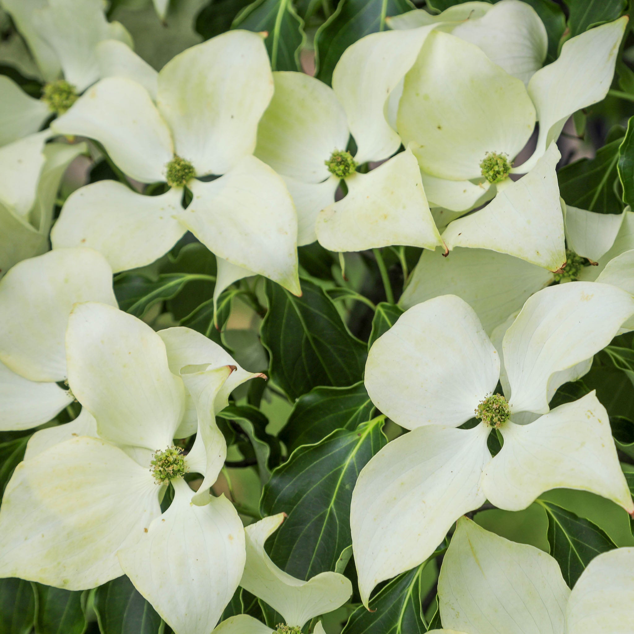 Blumenhartriegel 'China Girl'