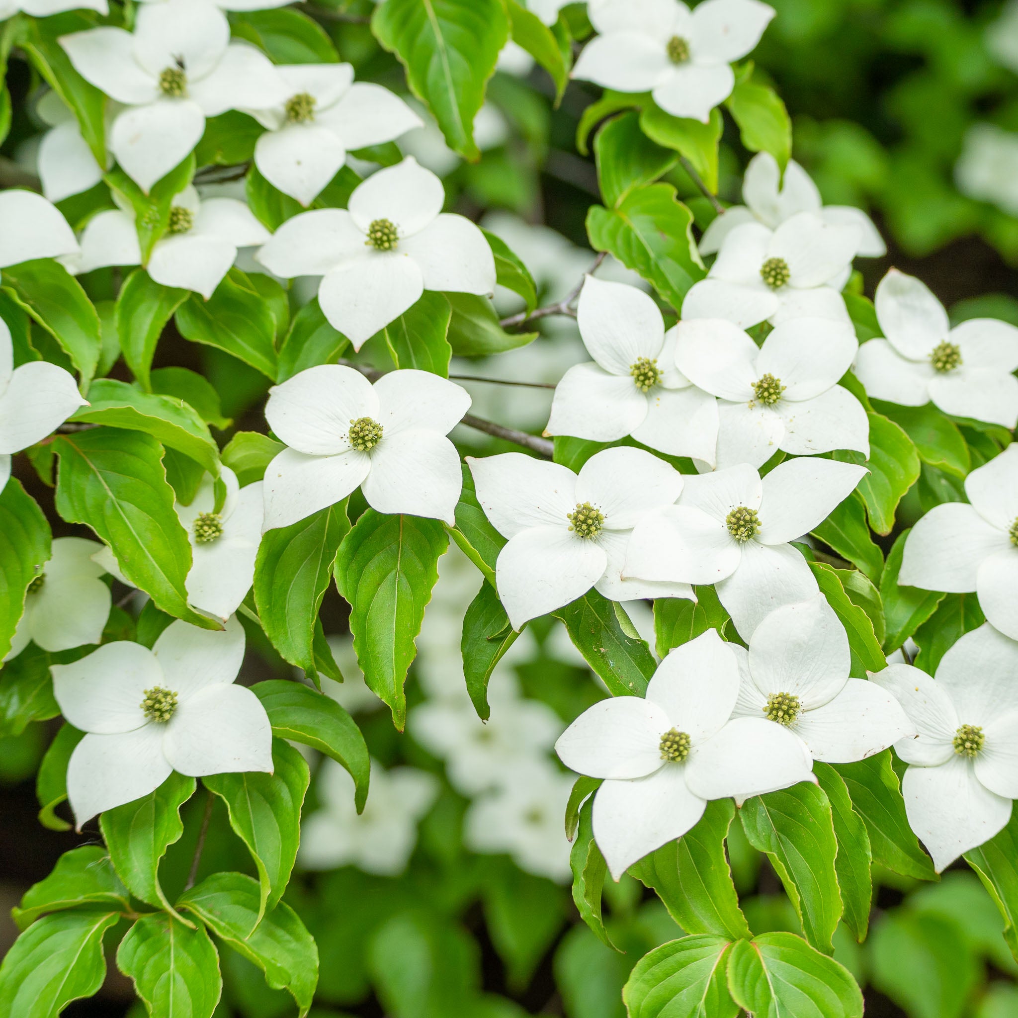 Blumenhartriegel 'Milky Way'