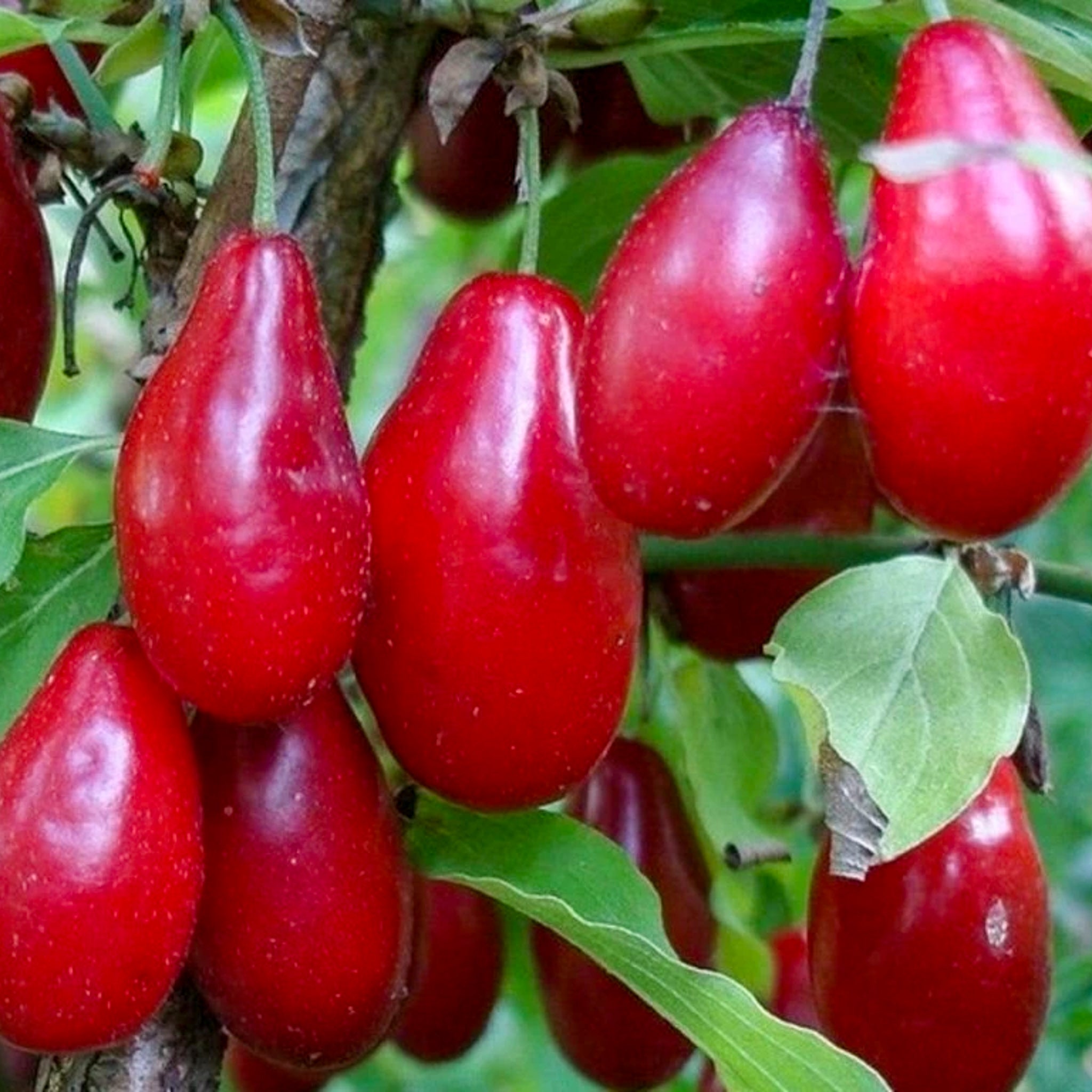 Kornelkirsche 'Grenadier'