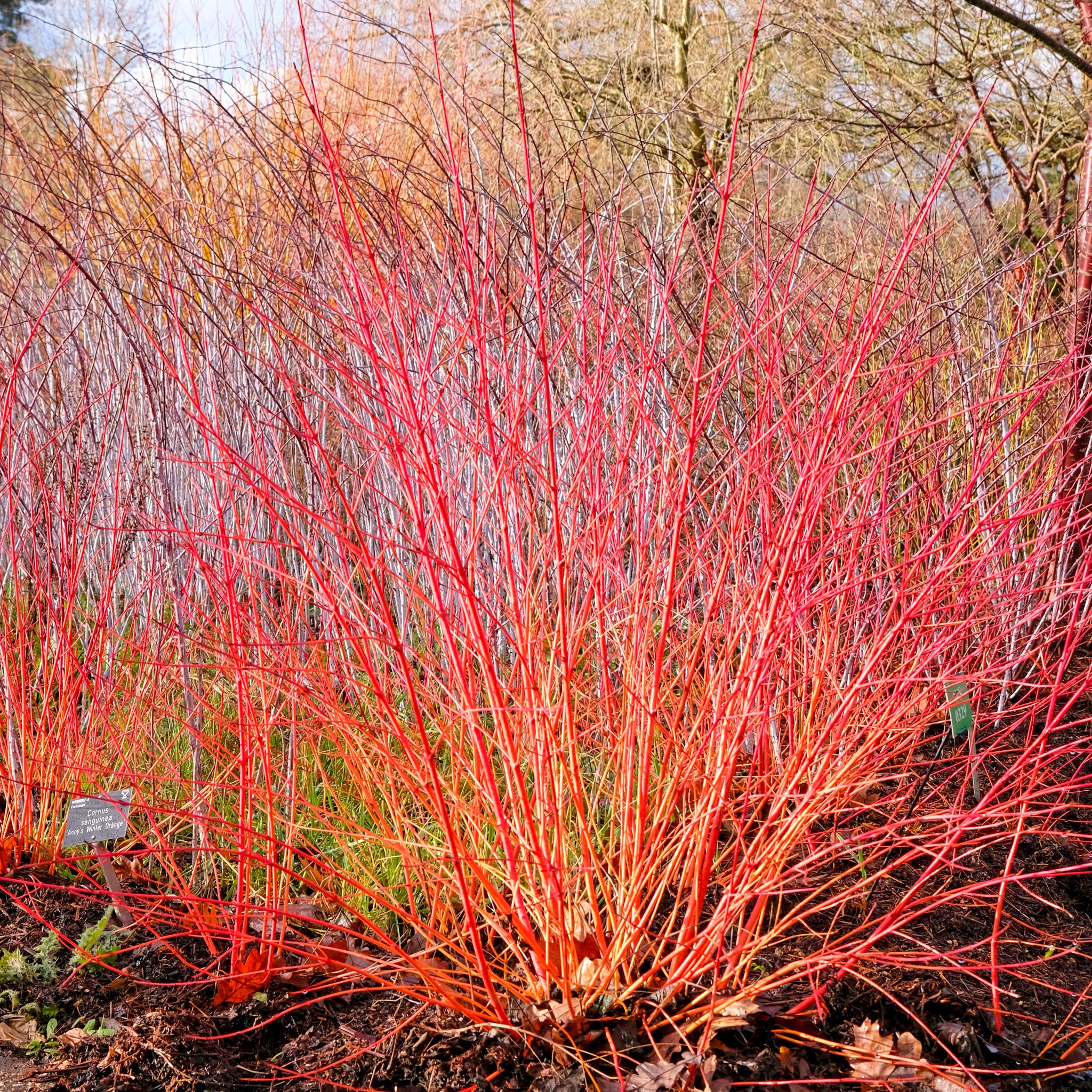 Roter Hartriegel - Solitärstrauch