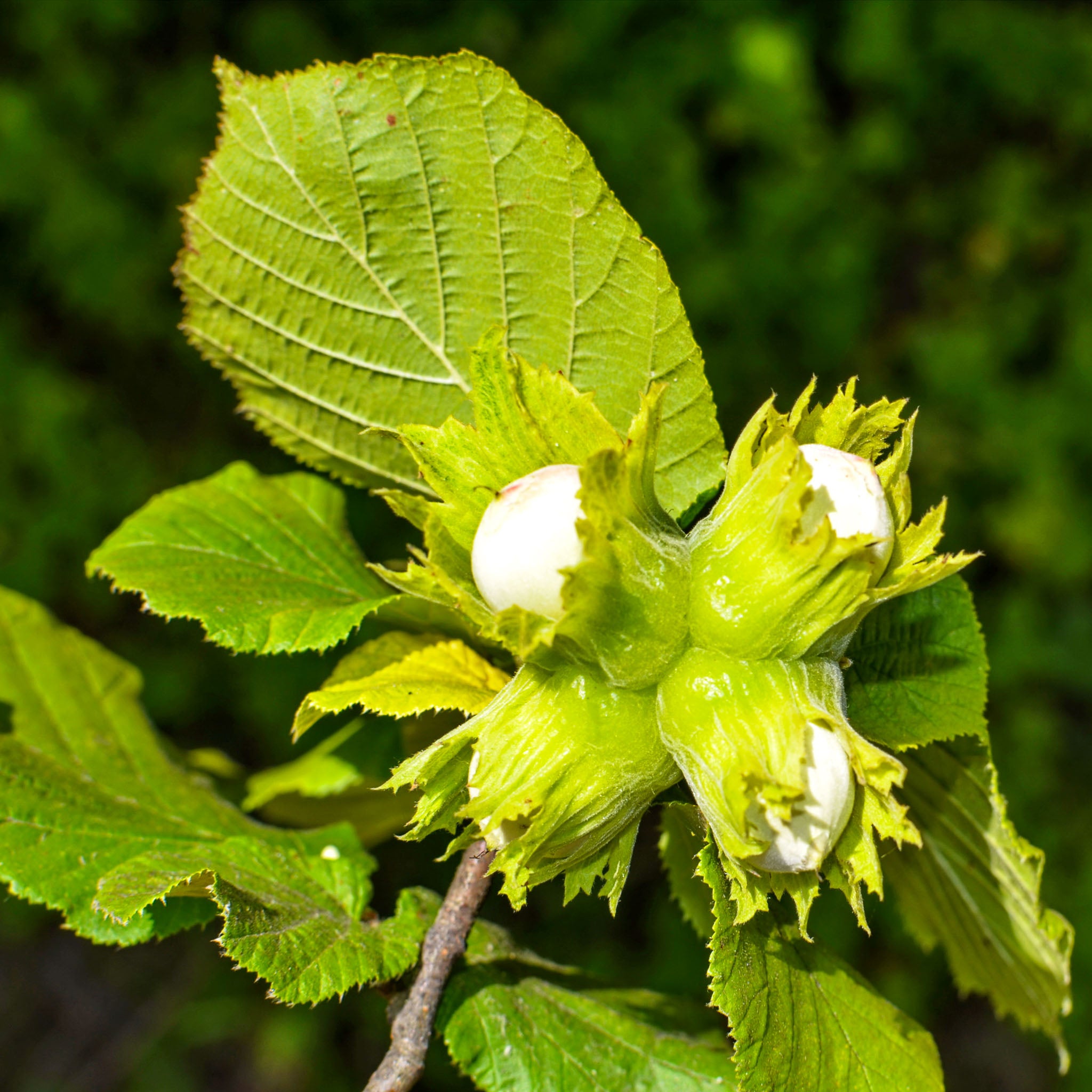 Haselnuss 'Corabel'