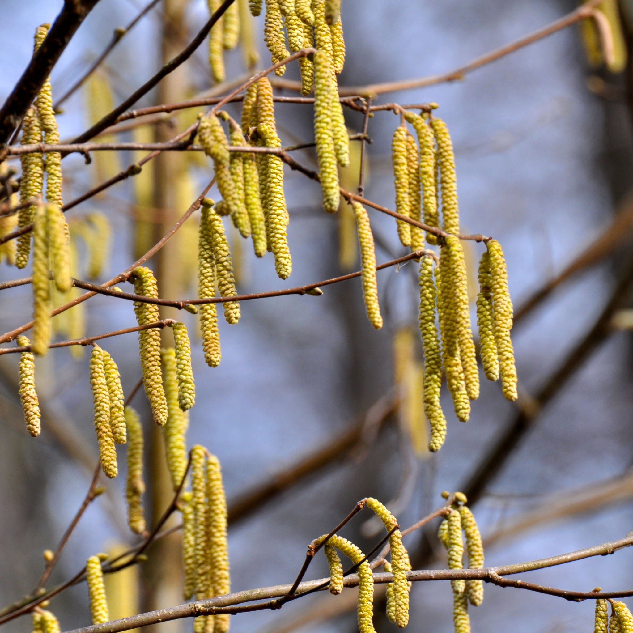 Haselnuss 'Katalonski'
