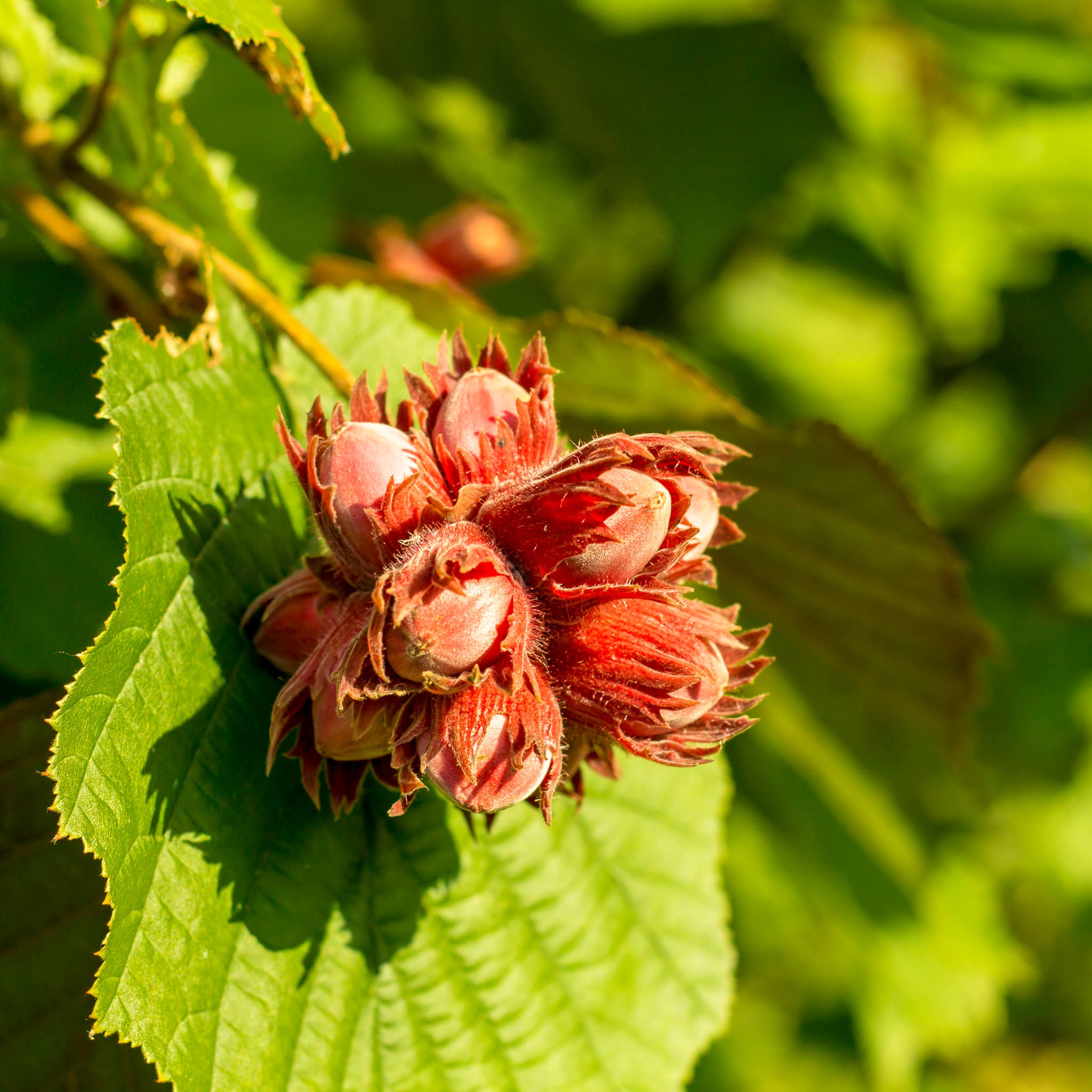 Haselnuss 'Lambertsnuss'
