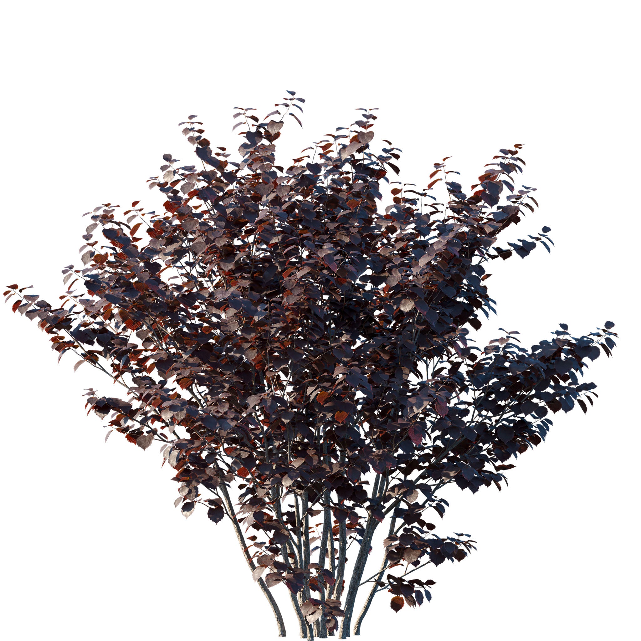 Haselnuss 'Lambertsnuss'