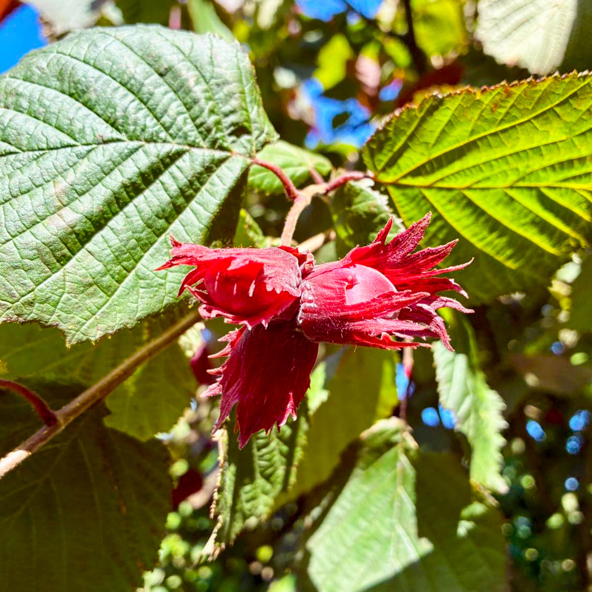 Haselnuss 'Lambertsnuss'